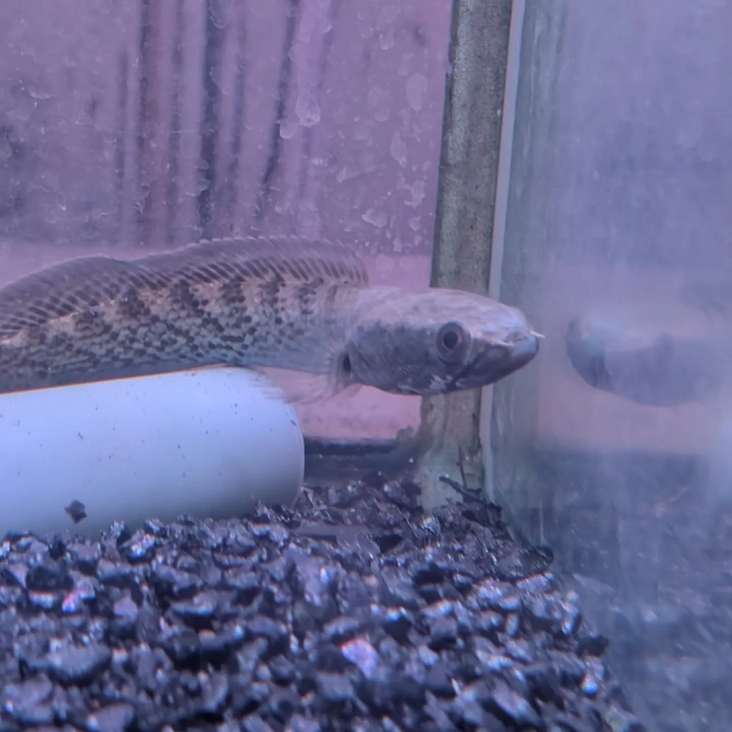 本日の入荷情報✨(中、大型熱帯魚)