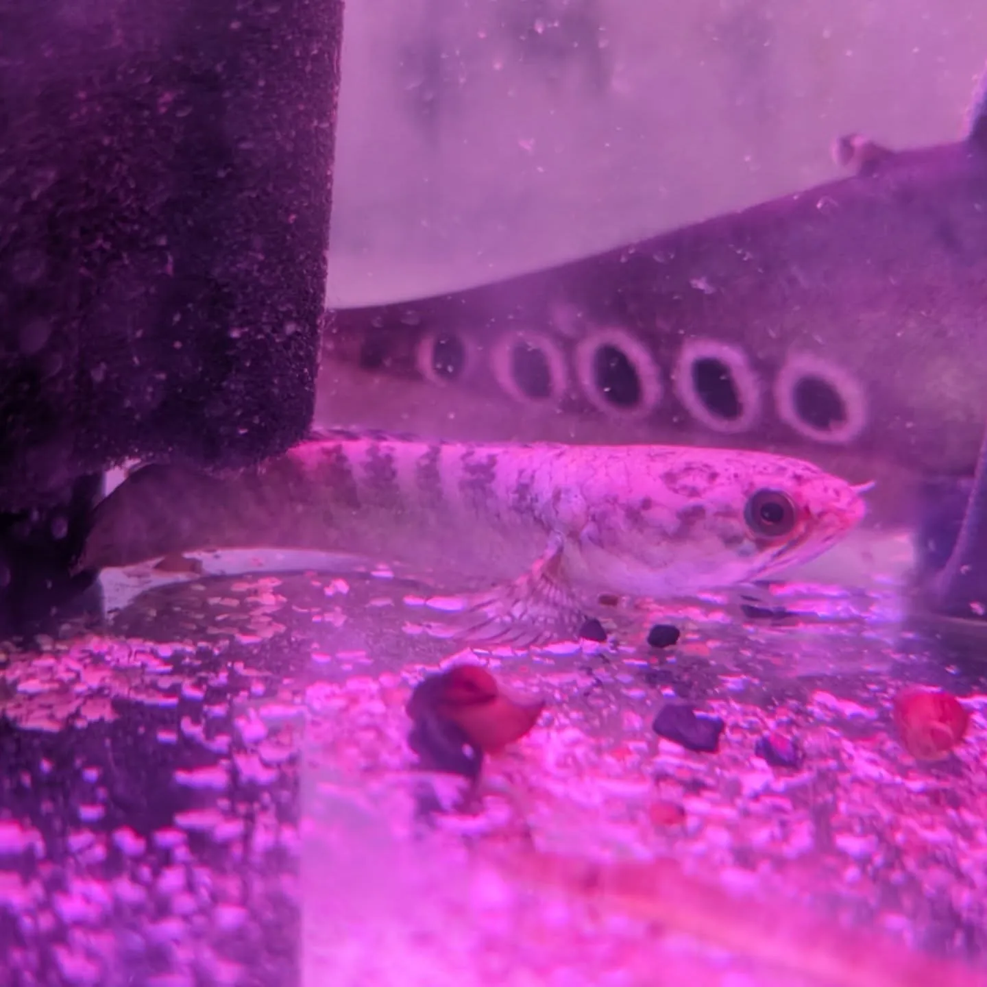 本日の入荷情報✨(中、大型熱帯魚)