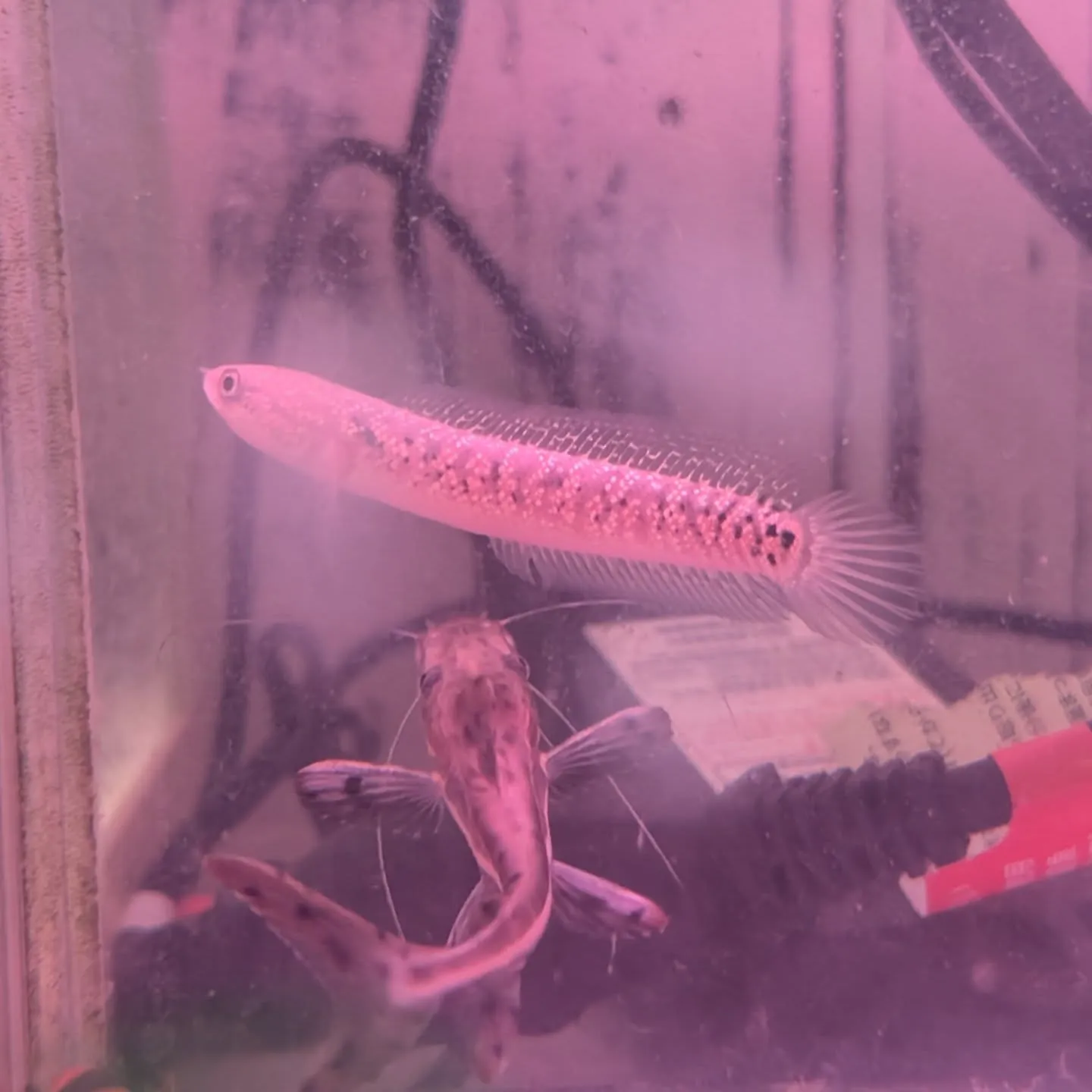 本日の入荷情報✨(中、大型熱帯魚)