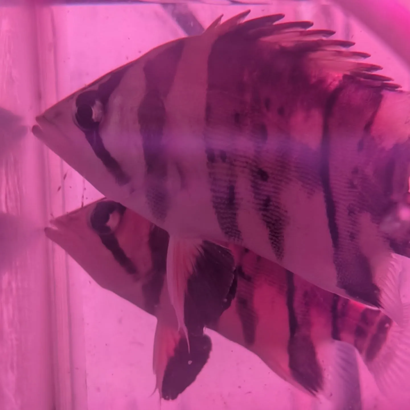 本日の入荷情報✨(中、大型熱帯魚)