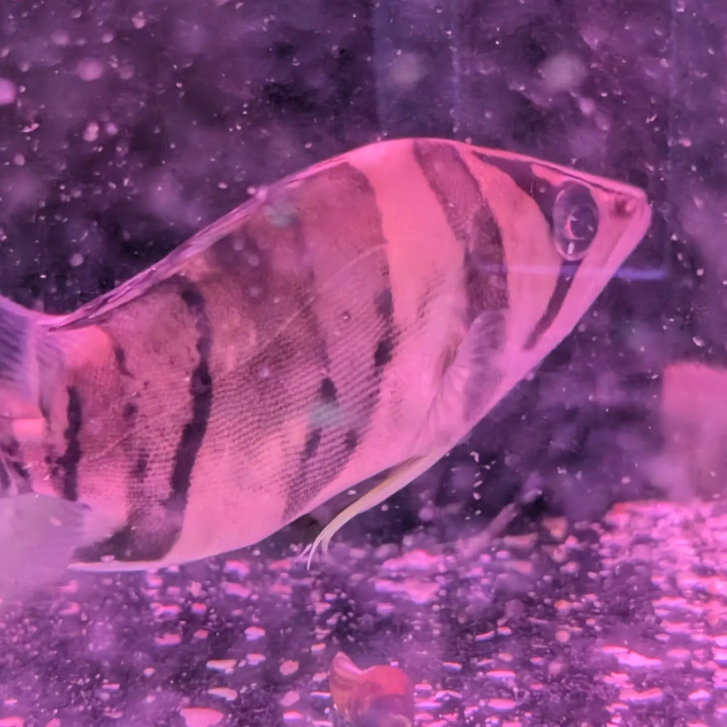 本日の入荷情報✨(中、大型熱帯魚)