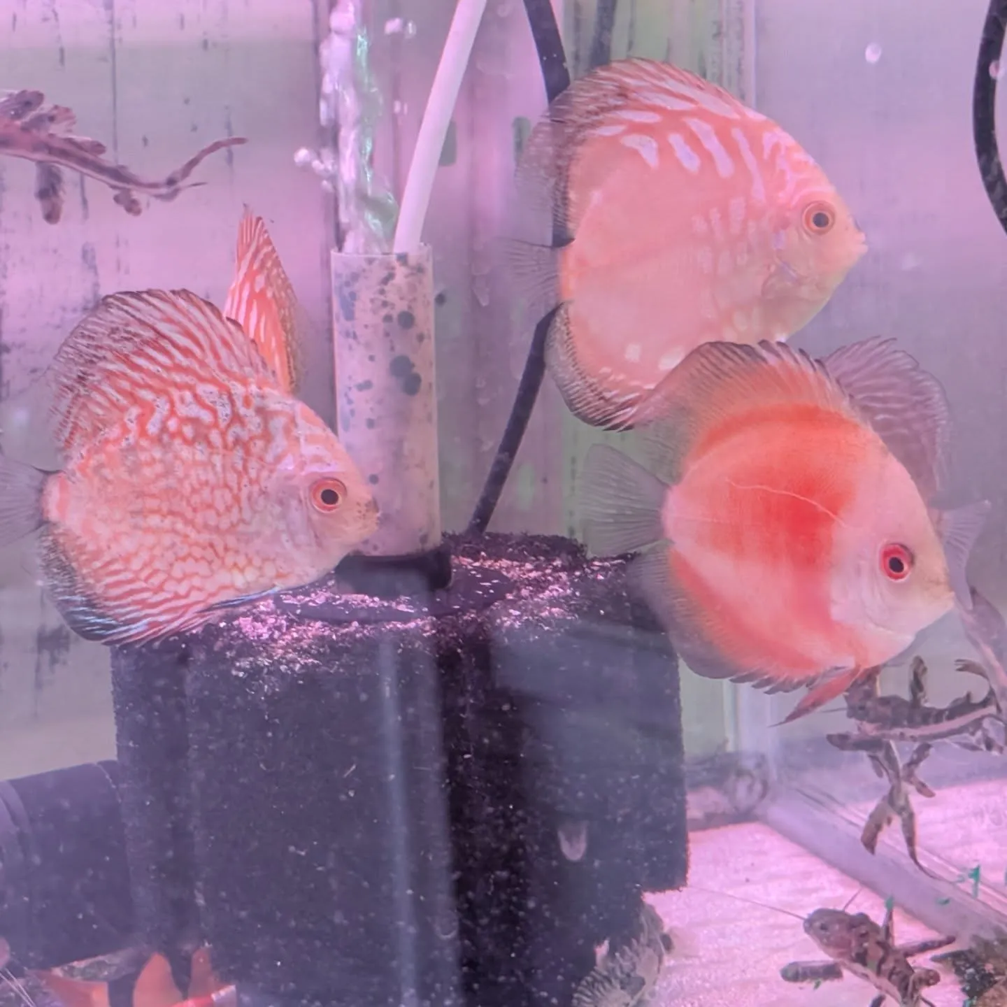 本日の入荷情報✨(中、大型熱帯魚)