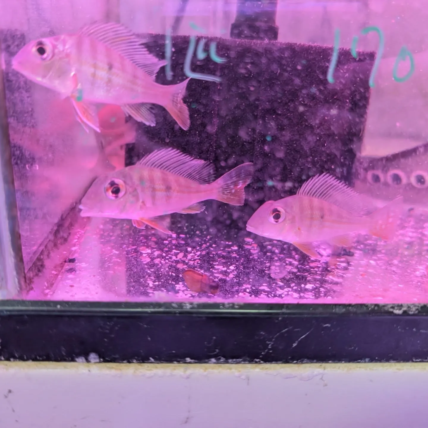 本日の入荷情報✨(中、大型熱帯魚)