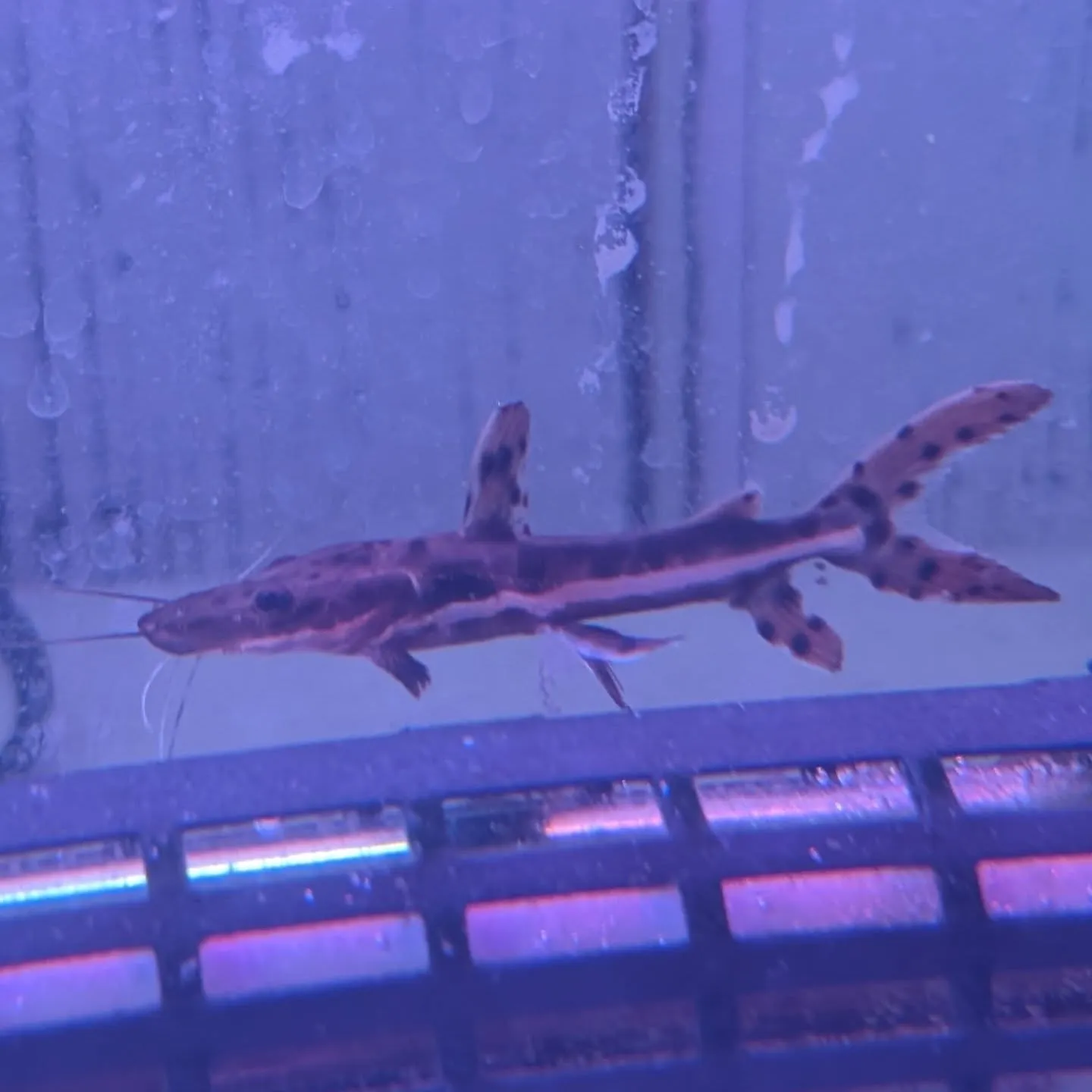 本日の入荷情報✨(中、大型熱帯魚)