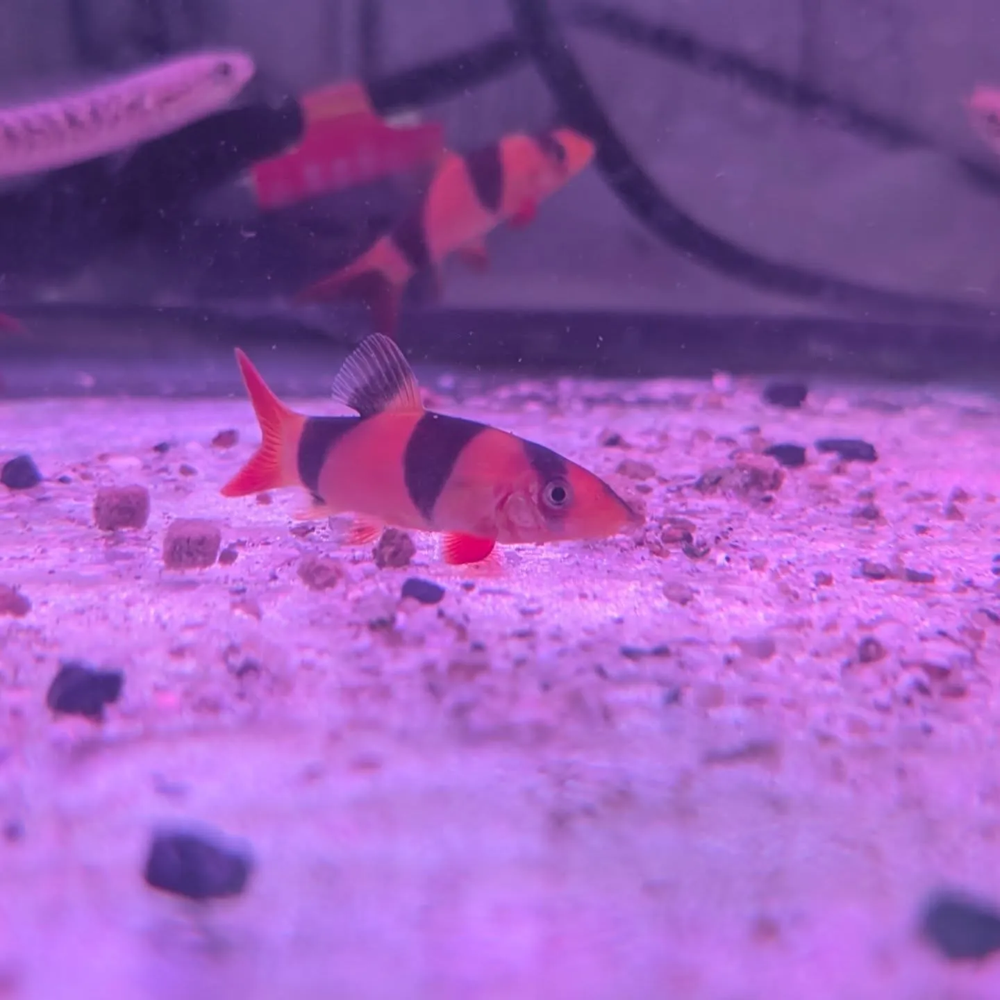 本日の入荷情報✨(中、大型熱帯魚)