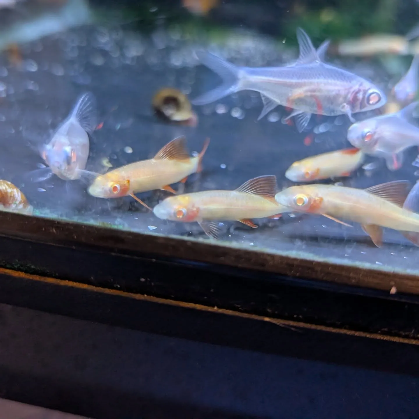 本日の入荷情報✨(小型熱帯魚)