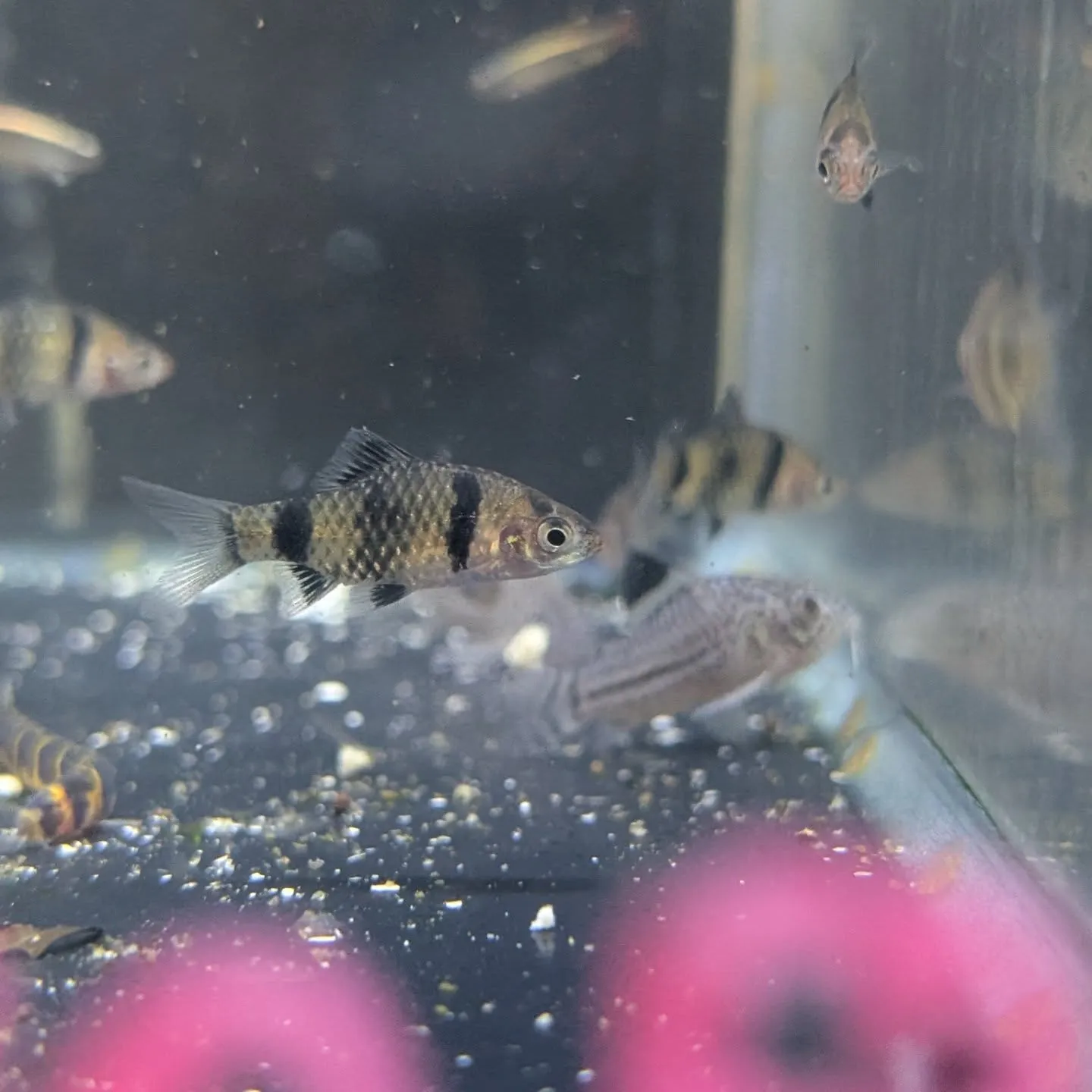 本日の入荷情報✨(小型熱帯魚)