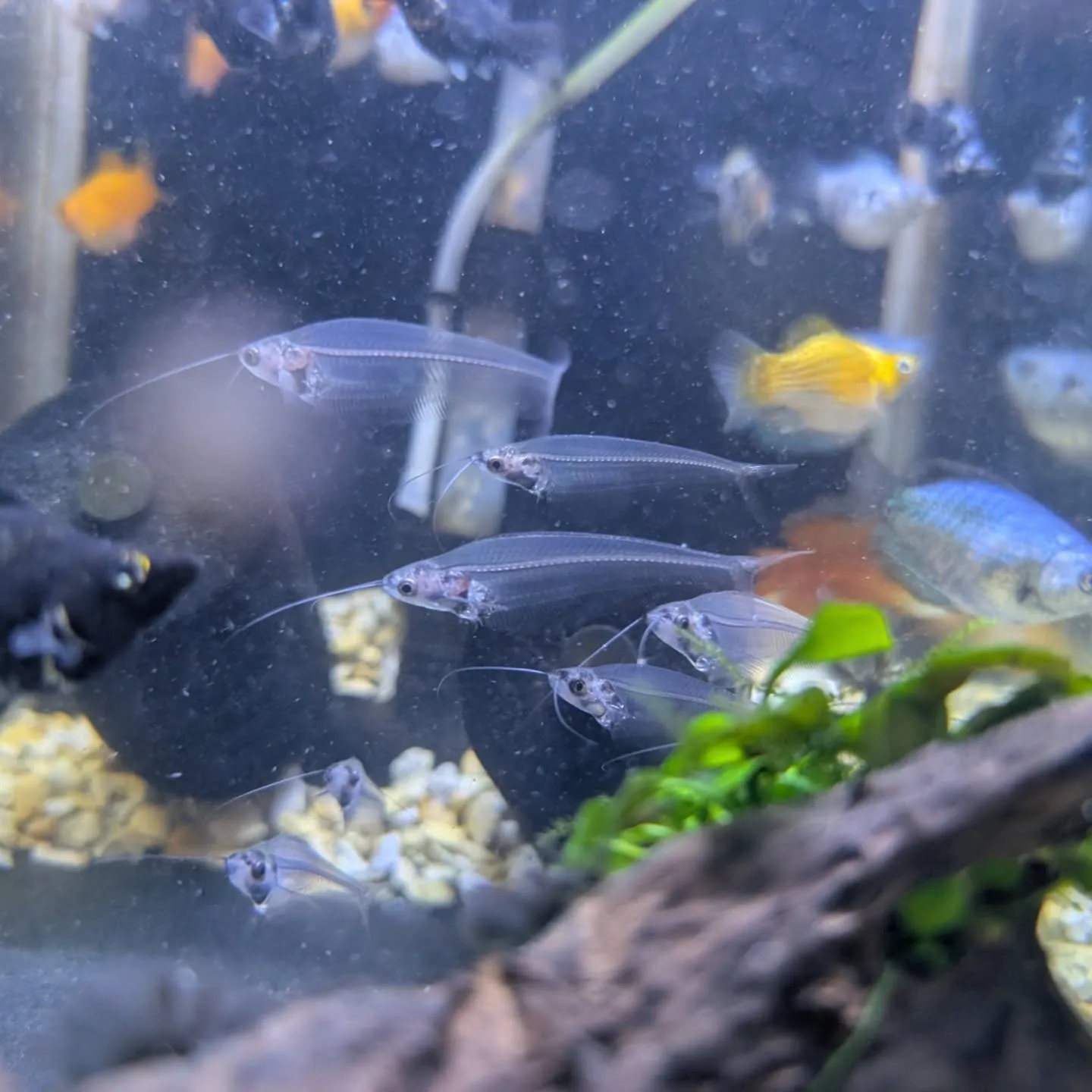 本日の入荷情報✨(小型熱帯魚)