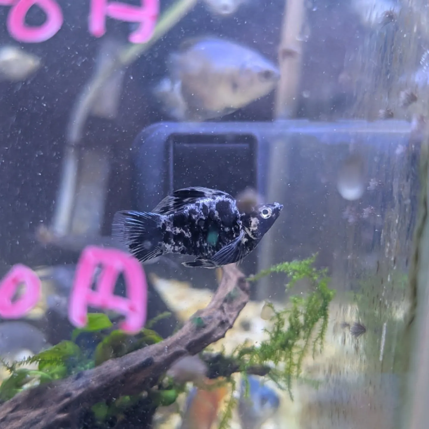 本日の入荷情報✨(小型熱帯魚)