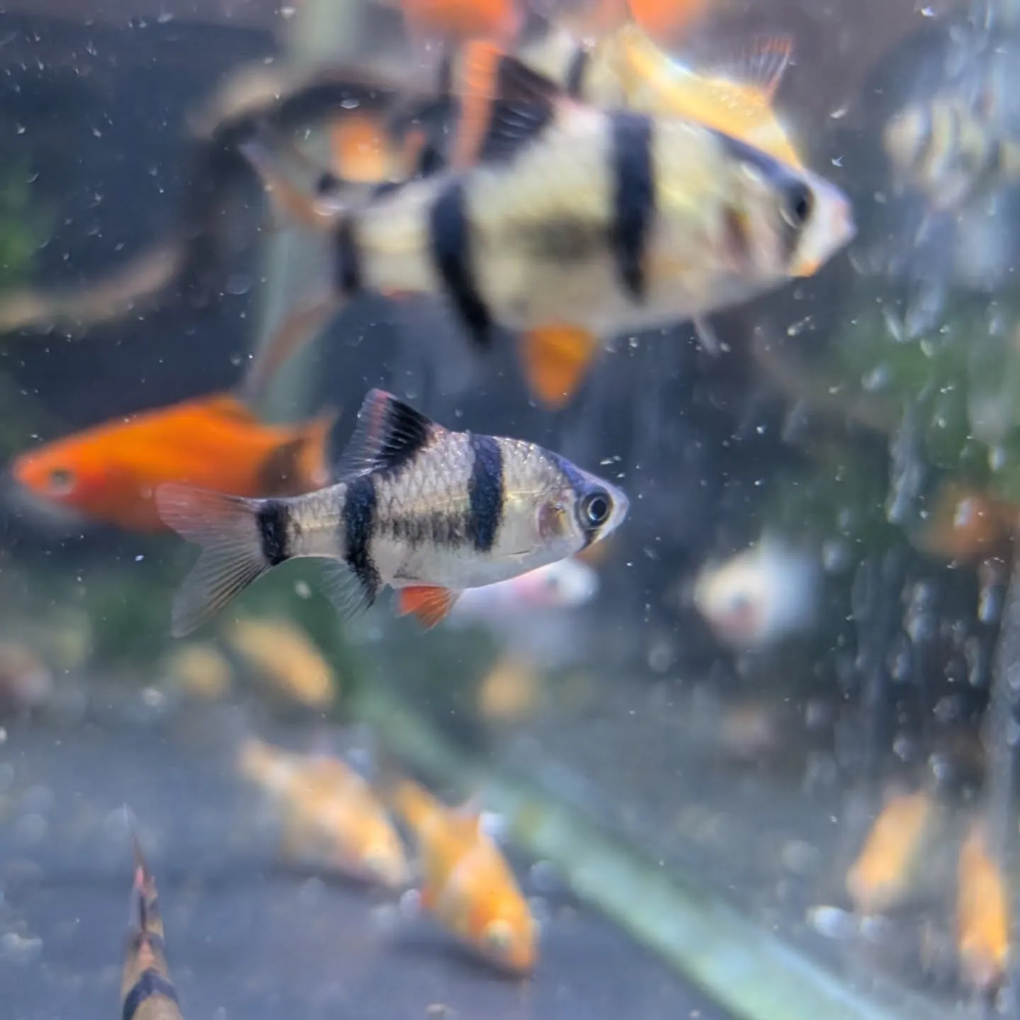 本日の入荷情報✨(小型熱帯魚)