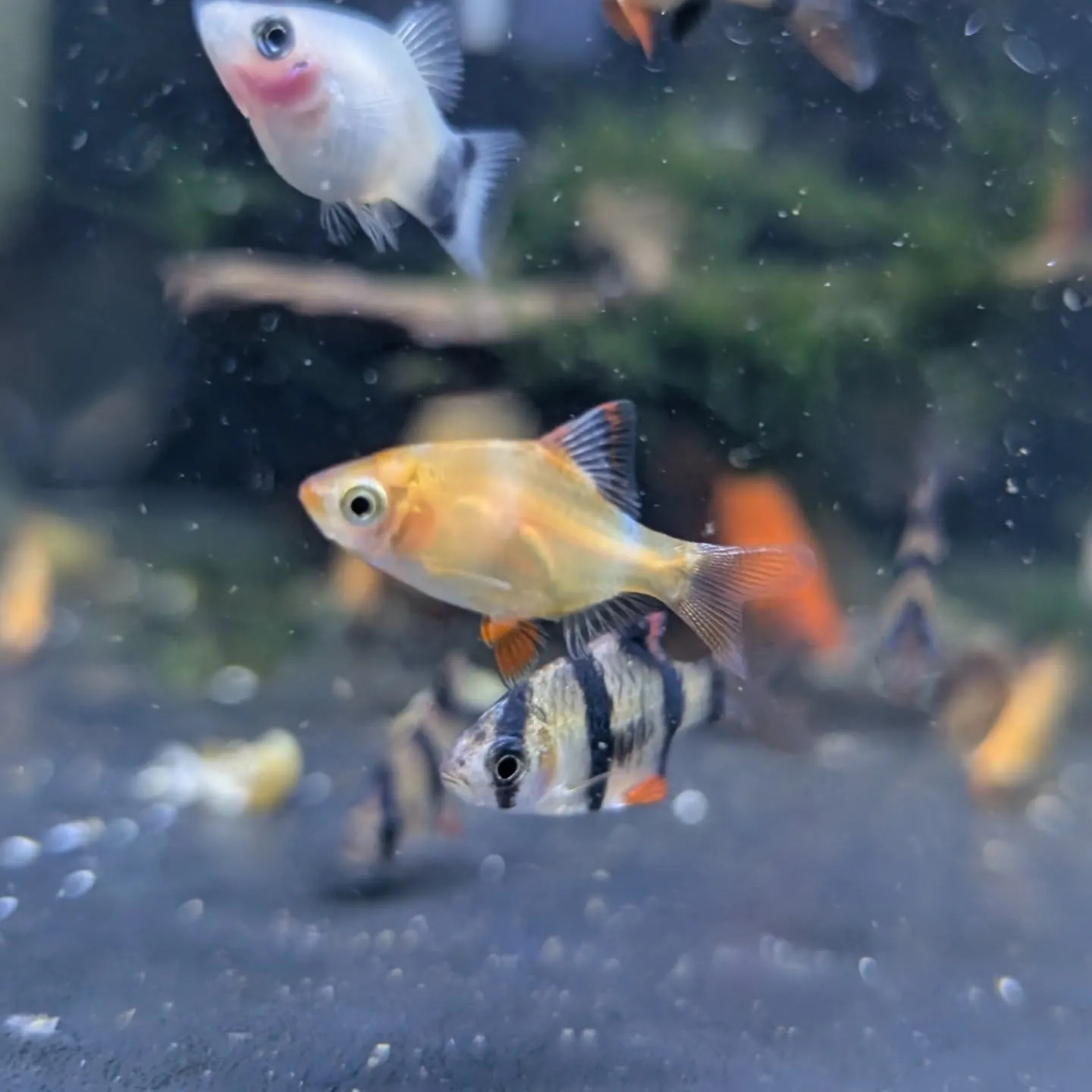 本日の入荷情報✨(小型熱帯魚)