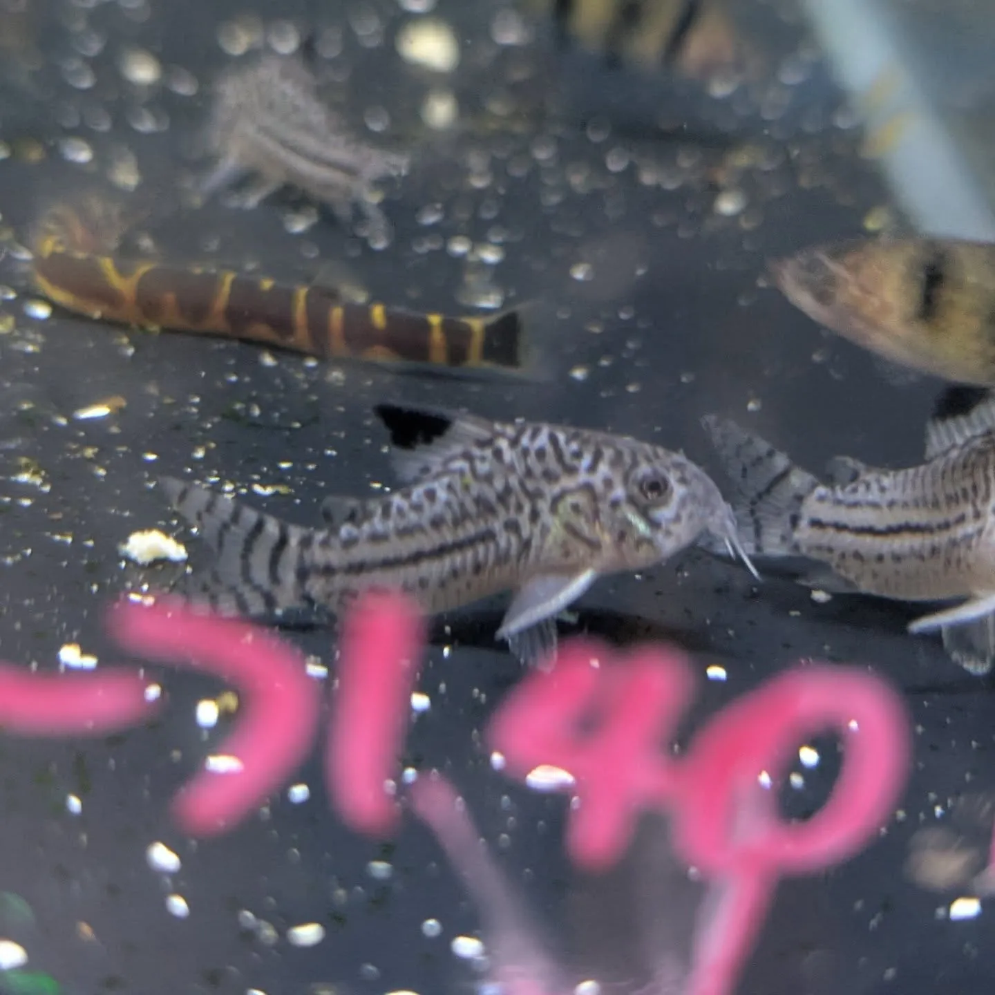 本日の入荷情報✨(小型熱帯魚)