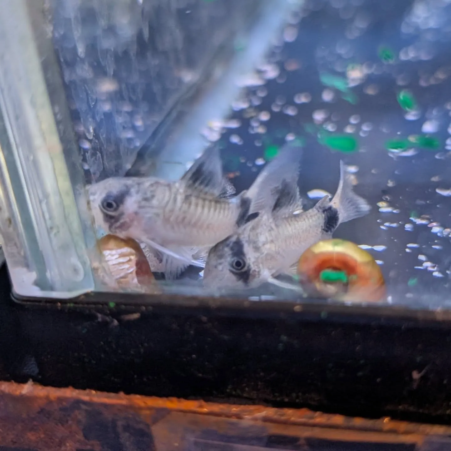 本日の入荷情報✨(小型熱帯魚)