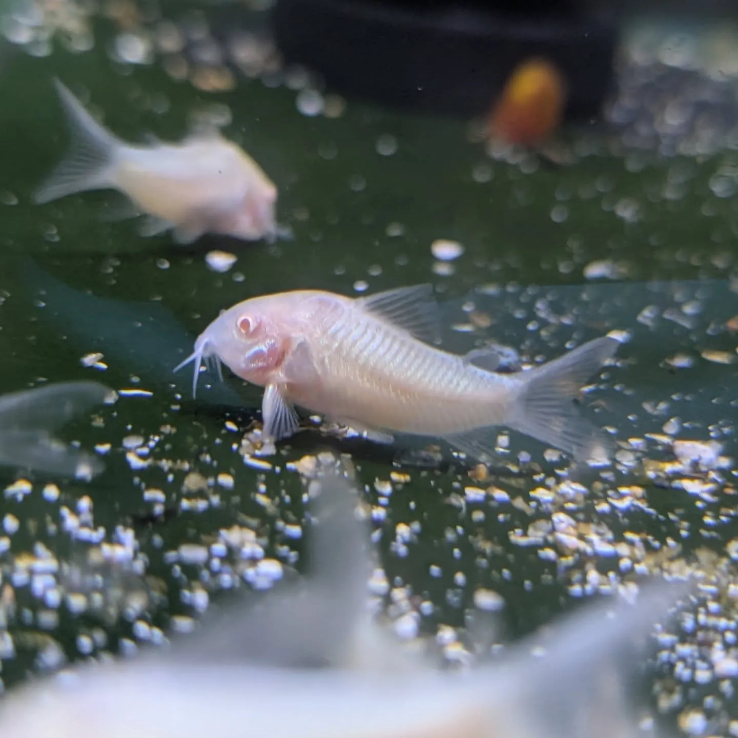 本日の入荷情報✨(小型熱帯魚)