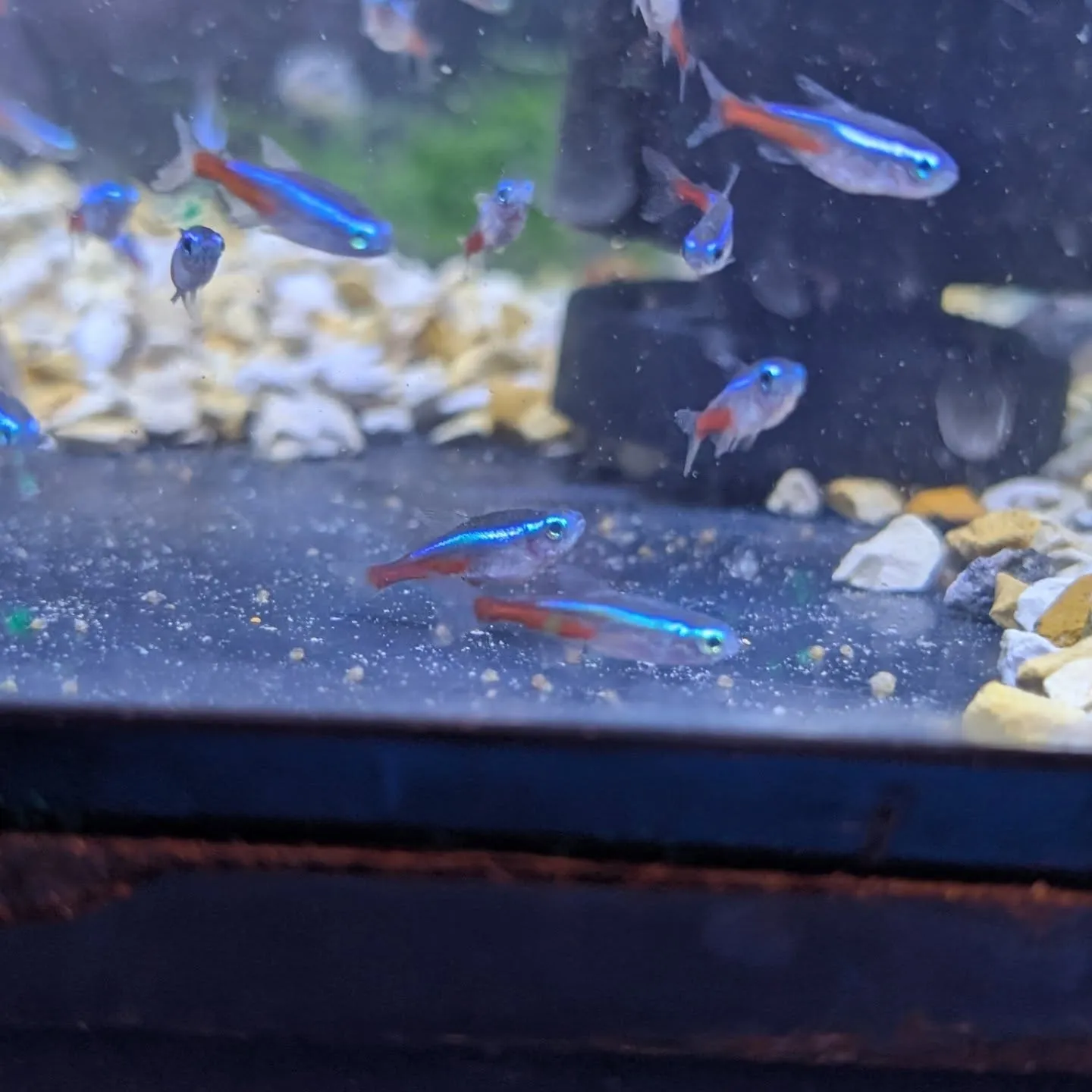 本日の入荷情報✨(小型熱帯魚)