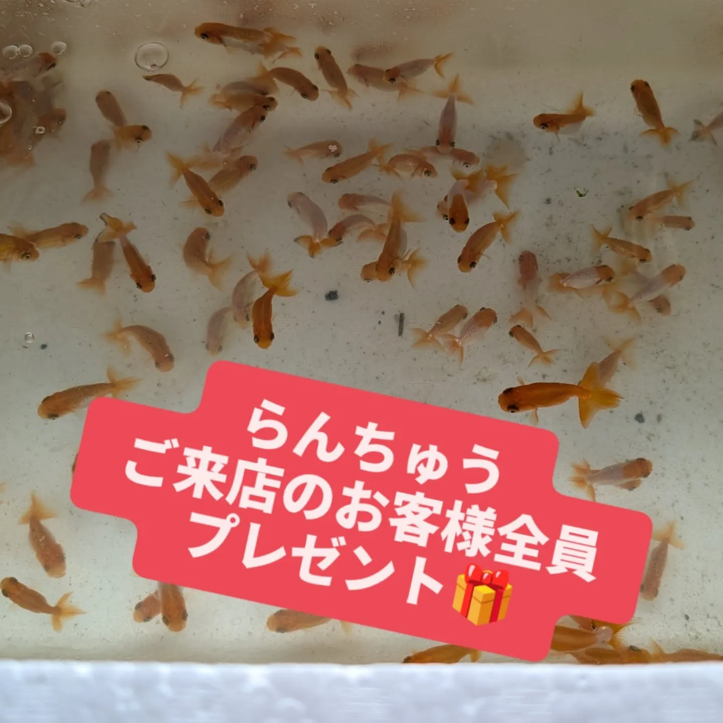 ご来店プレゼント企画第2弾🎉