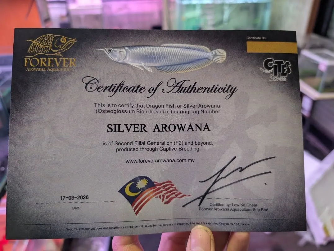 本日の入荷情報✨(熱帯魚)