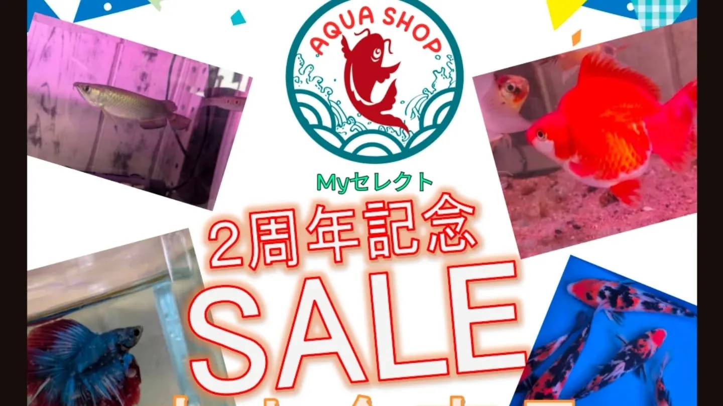 本日の入荷情報✨(熱帯魚)