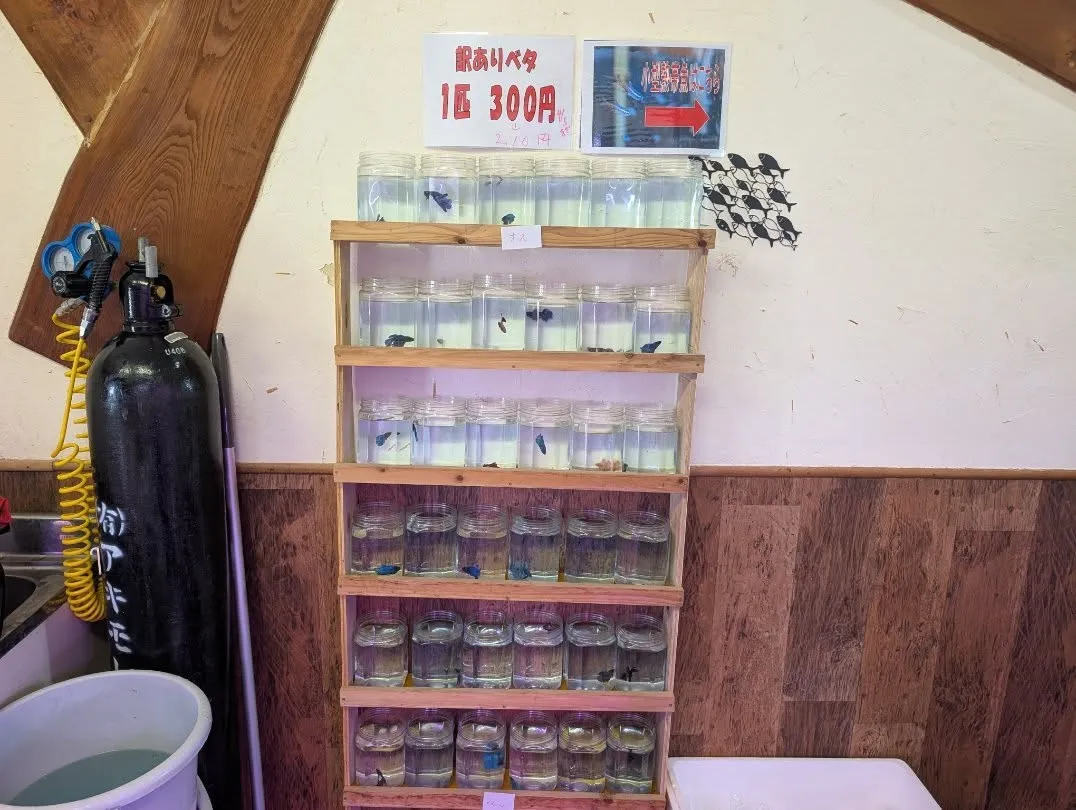本日の入荷情報✨(熱帯魚、シュリンプ)