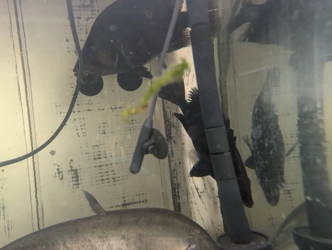 本日の入荷情報✨(熱帯魚、シュリンプ)