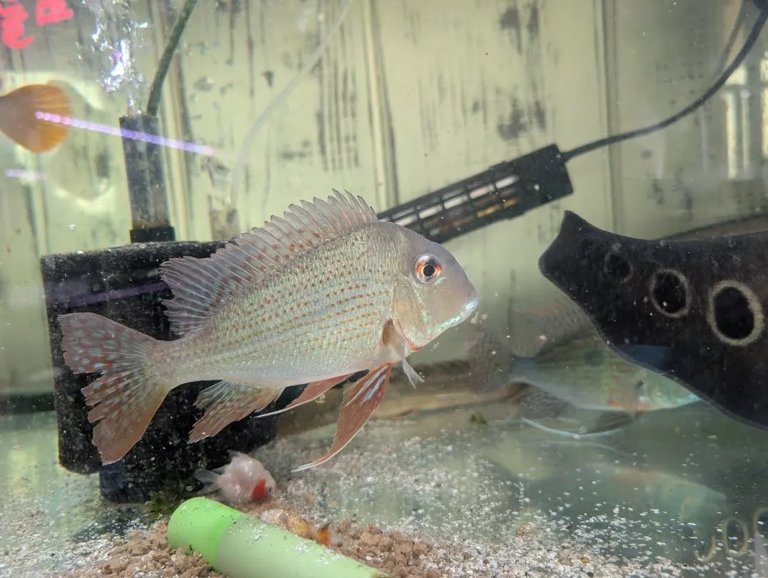 本日の入荷情報✨(熱帯魚、シュリンプ)