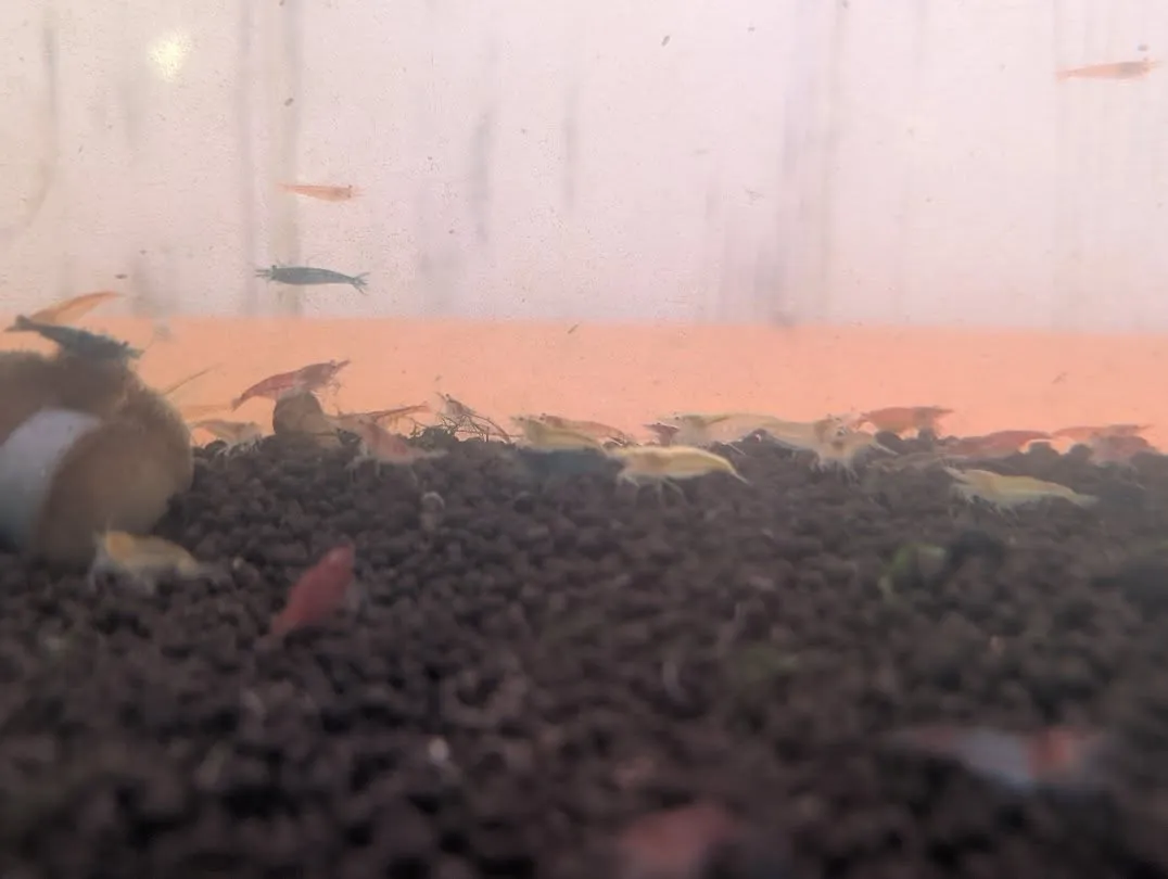 本日の入荷情報✨(熱帯魚、シュリンプ)