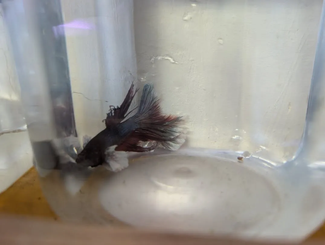 本日の入荷情報✨(熱帯魚、シュリンプ)