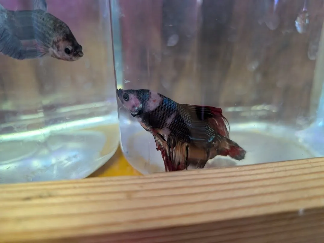 本日の入荷情報✨(熱帯魚、シュリンプ)