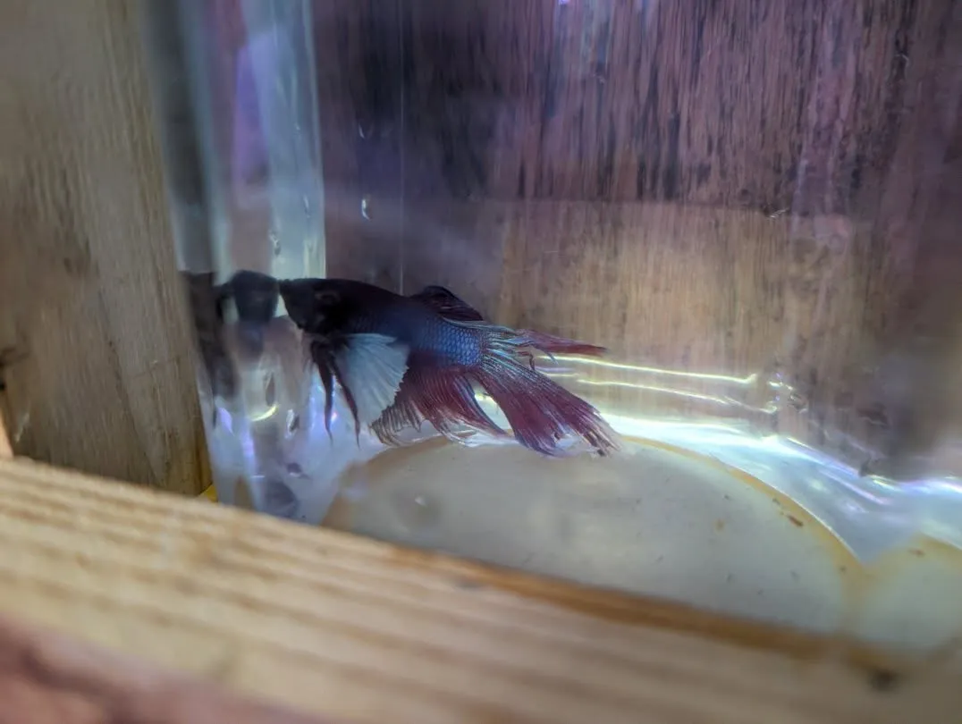 本日の入荷情報✨(熱帯魚、シュリンプ)