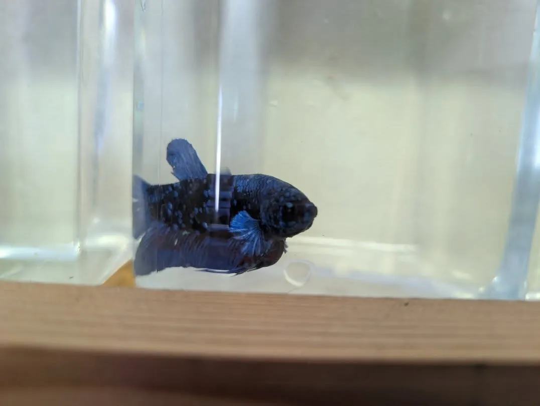 本日の入荷情報✨(熱帯魚、シュリンプ)