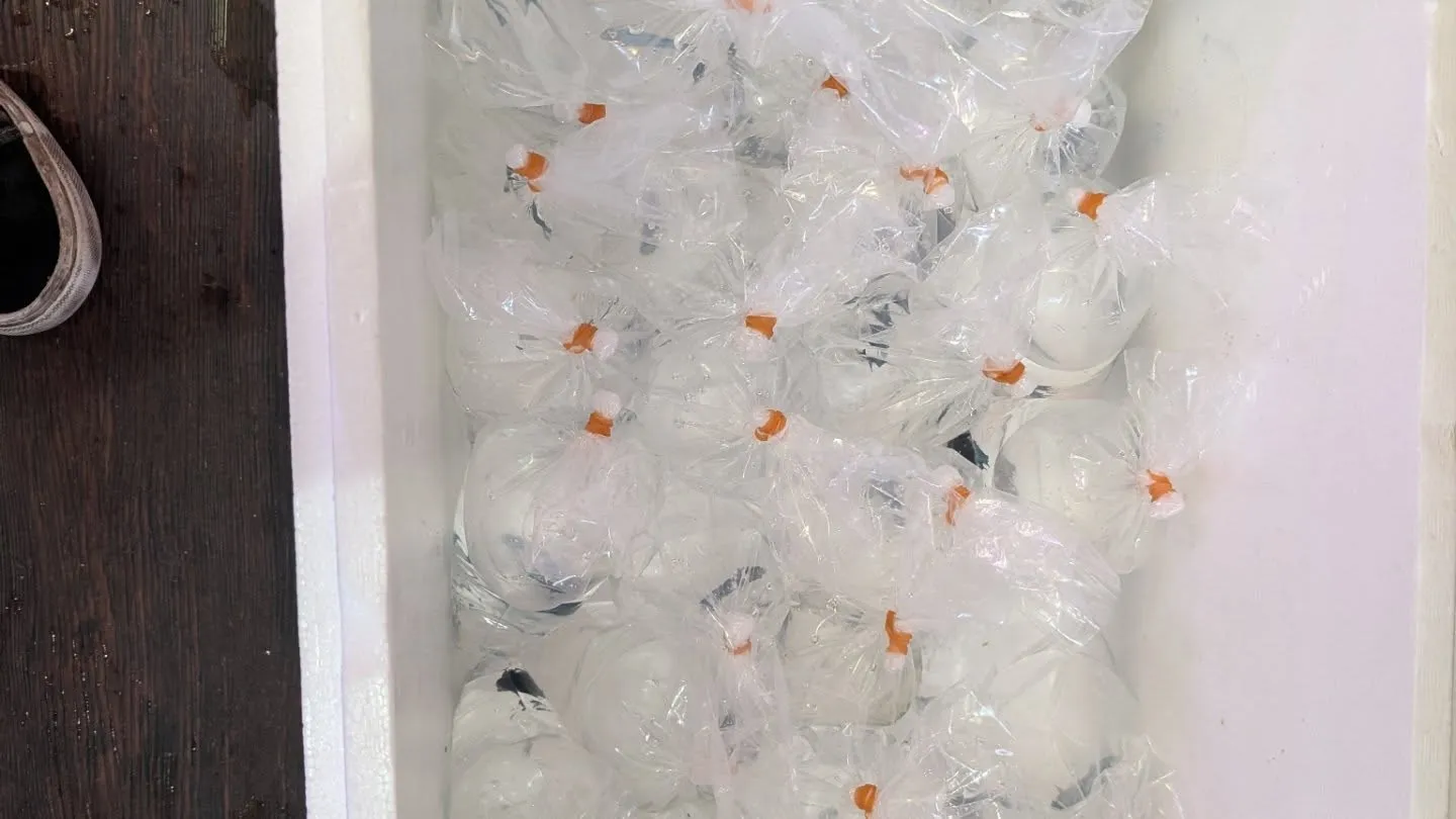 本日の入荷情報✨(熱帯魚、シュリンプ)