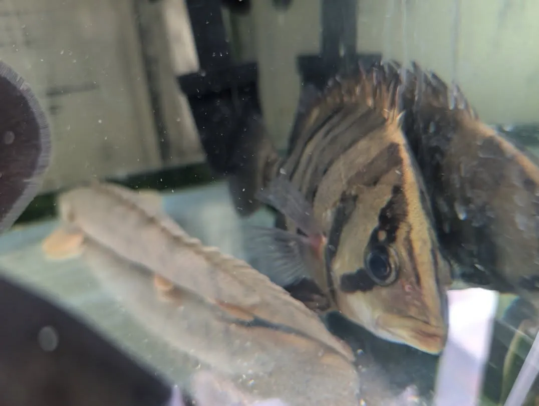 本日の入荷情報✨(熱帯魚、シュリンプ)