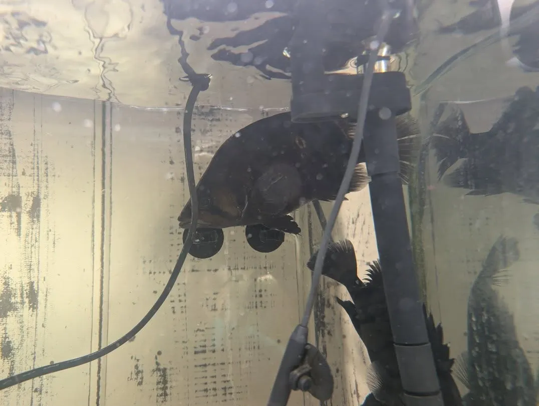 本日の入荷情報✨(熱帯魚、シュリンプ)