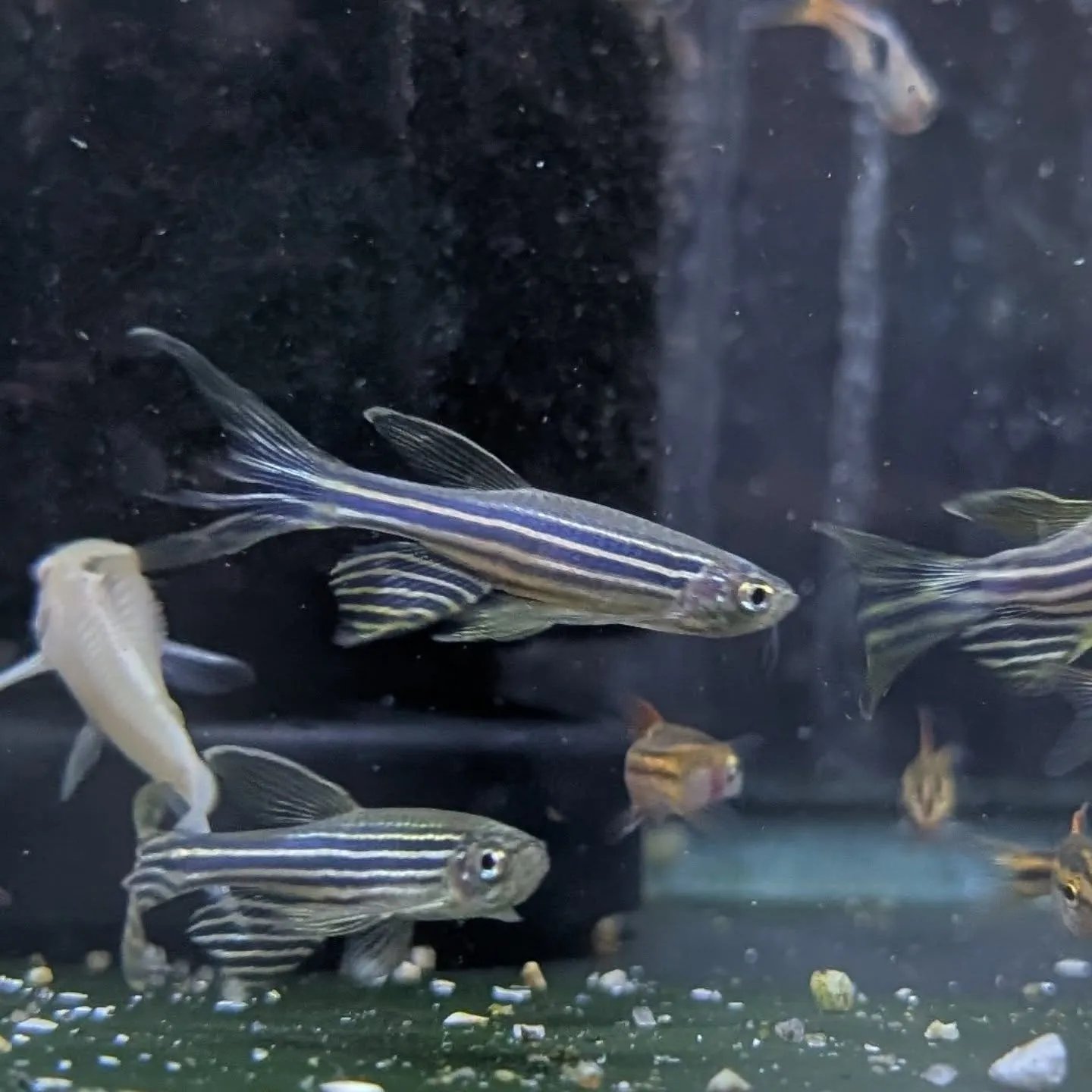 本日の入荷情報✨(熱帯魚)