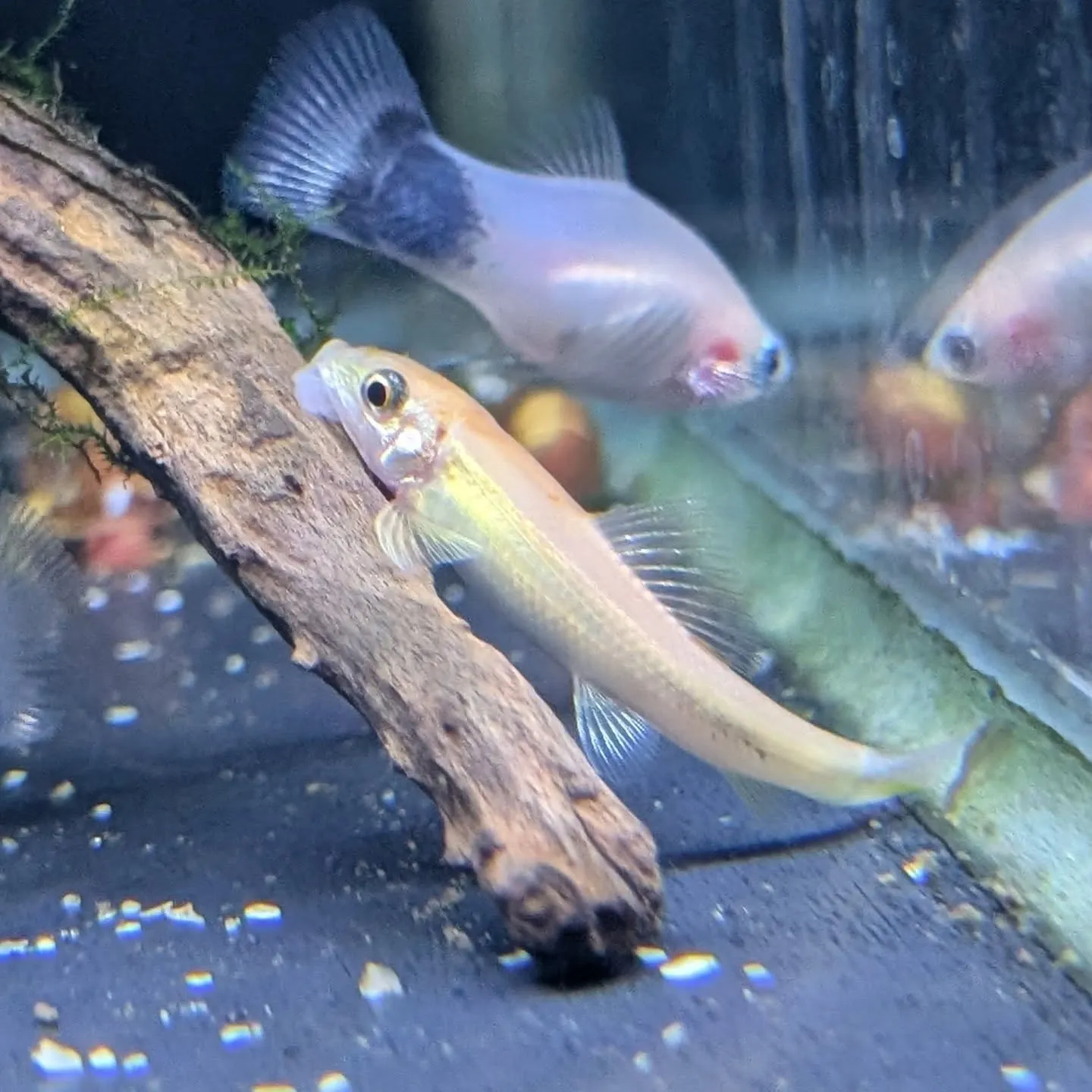 本日の入荷情報✨(熱帯魚)