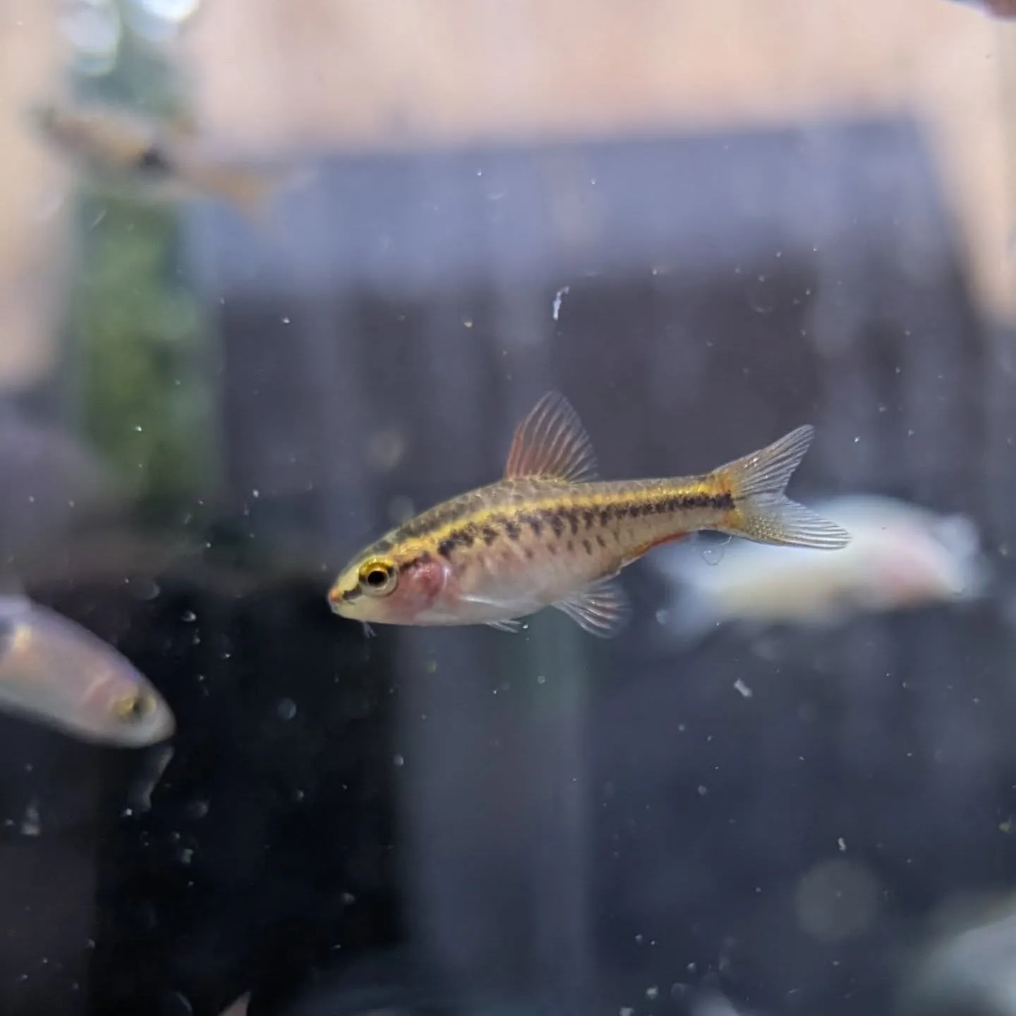 本日の入荷情報✨(熱帯魚)