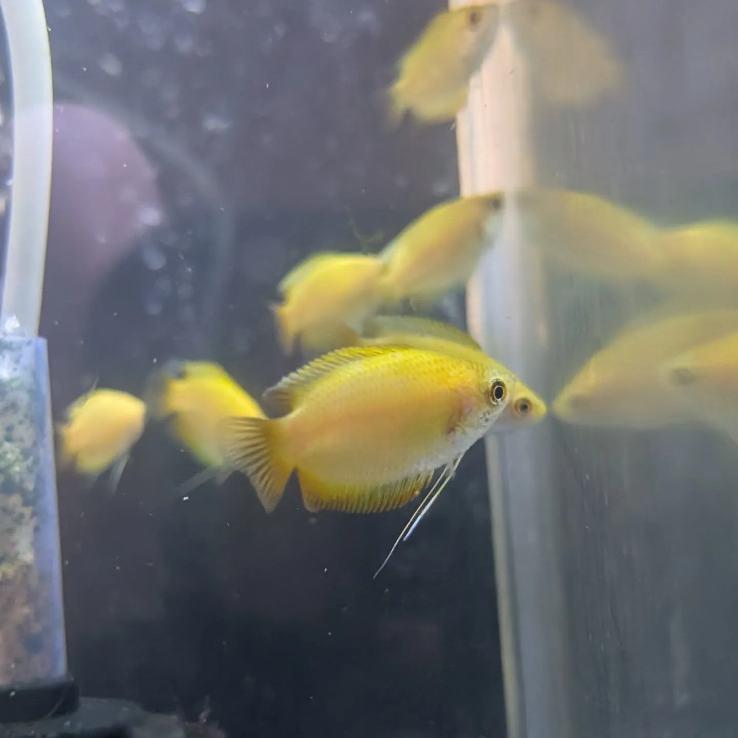 本日の入荷情報✨(熱帯魚)