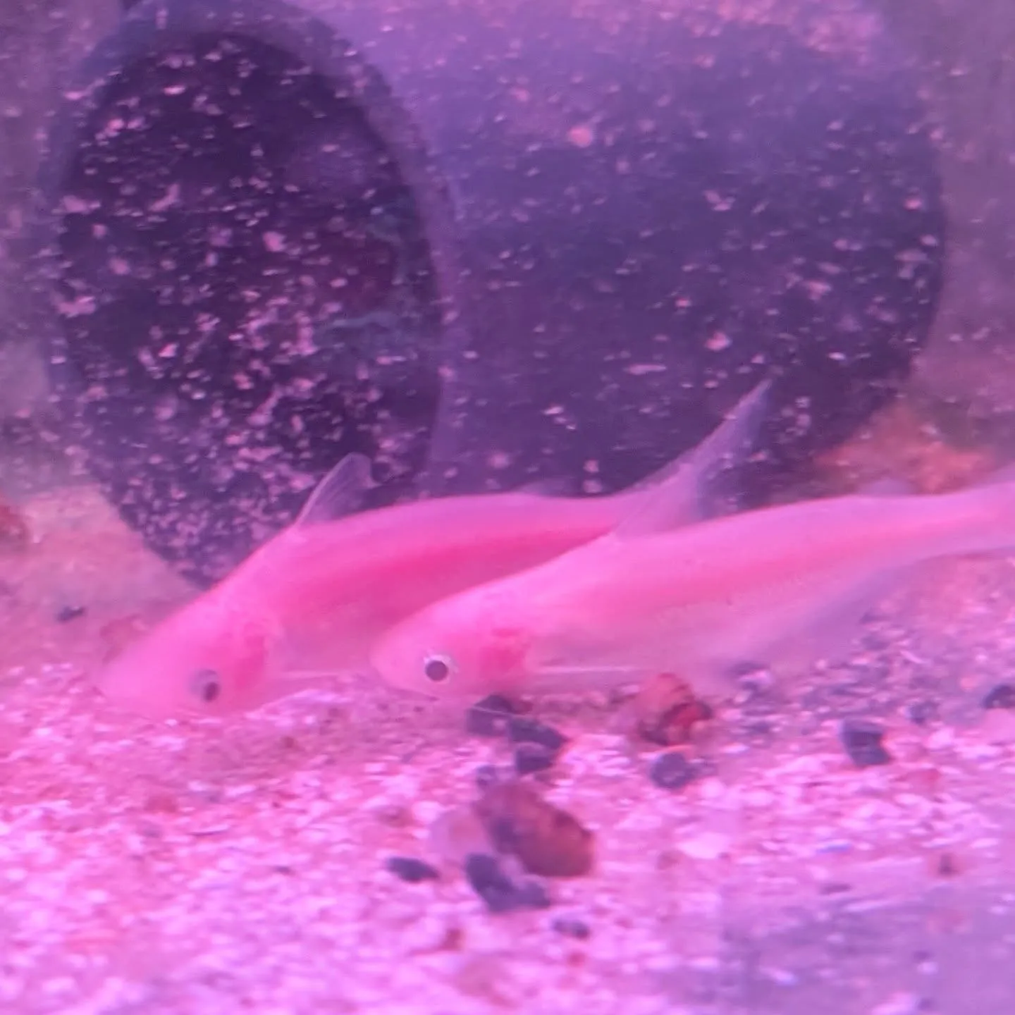 本日の入荷情報✨(熱帯魚)