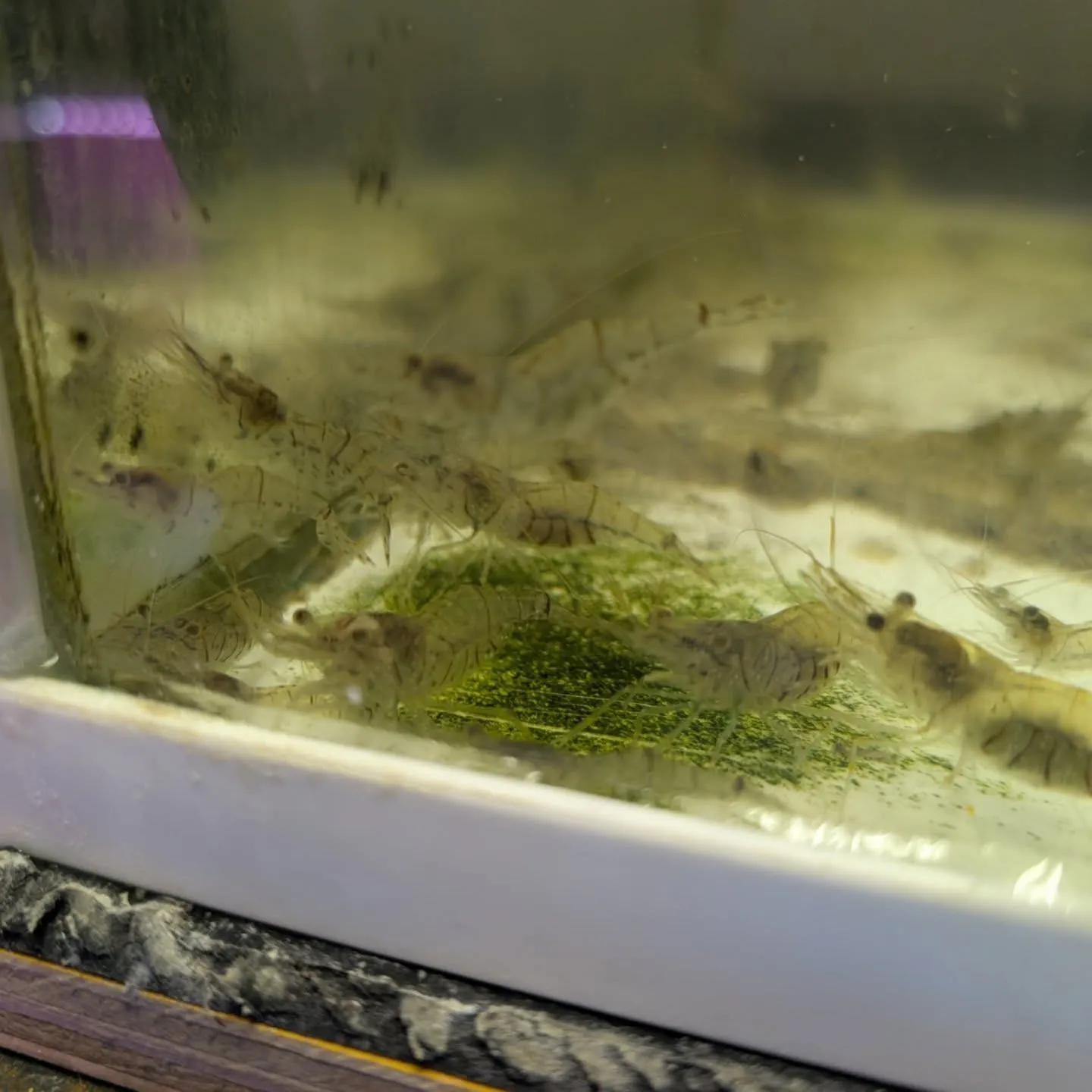 本日の入荷情報✨(熱帯魚)