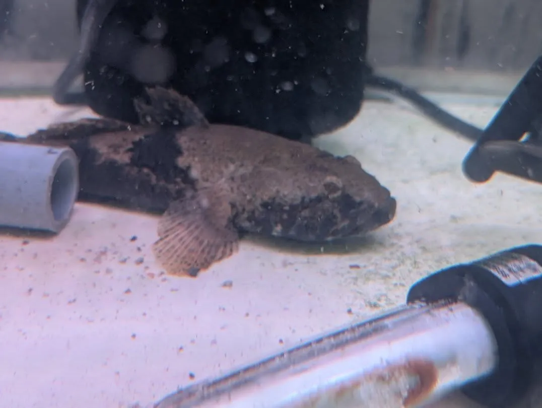 本日の入荷情報✨(錦鯉、金魚、日本淡水魚)