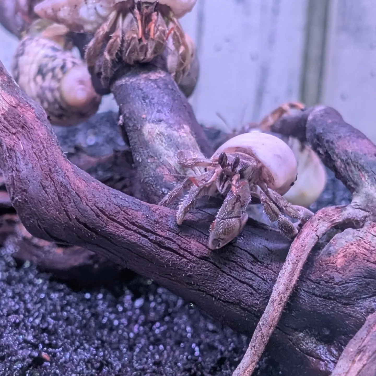 本日の入荷情報✨(カニ、食べ物、サメ、熱帯魚)