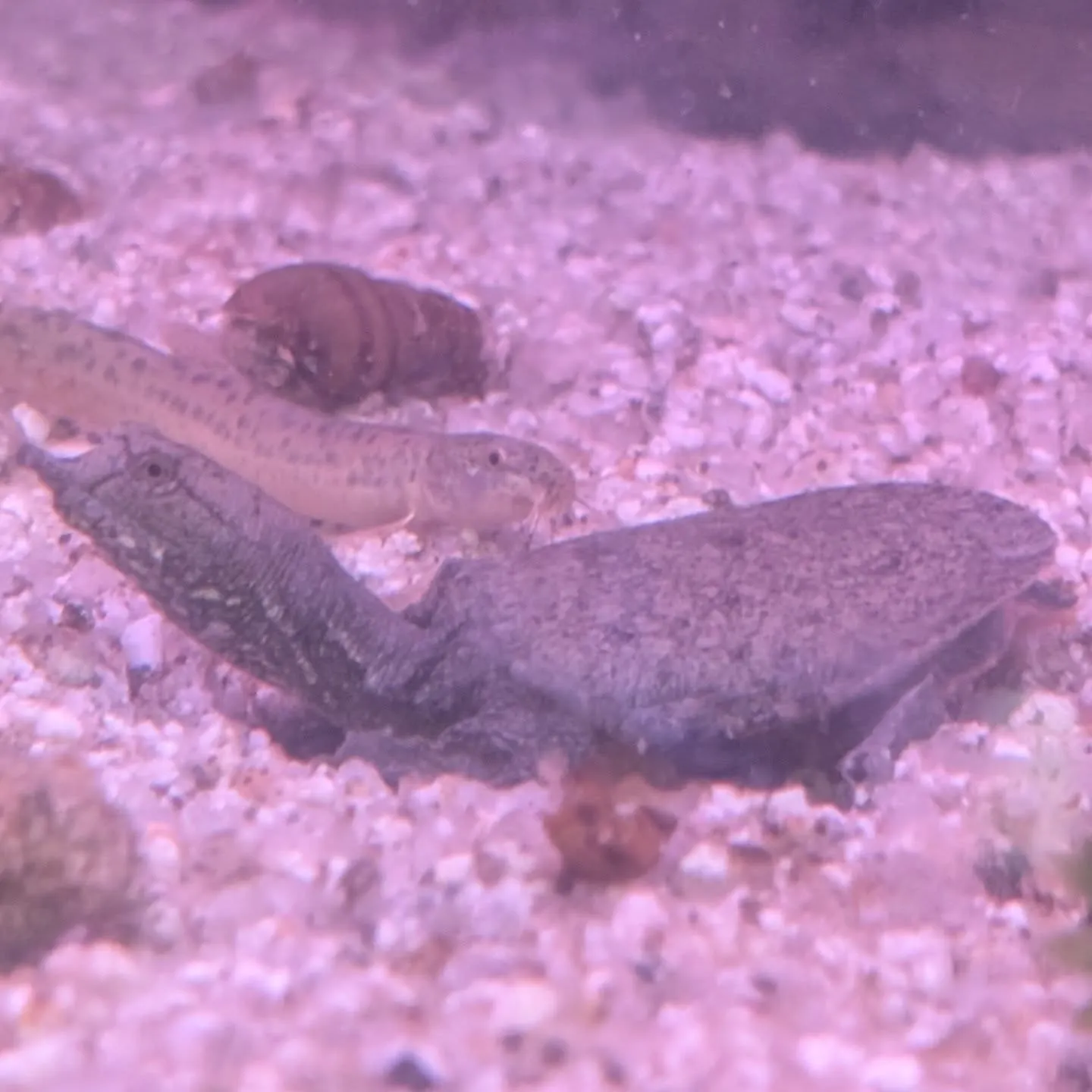 本日の入荷情報✨(カニ、食べ物、サメ、熱帯魚)