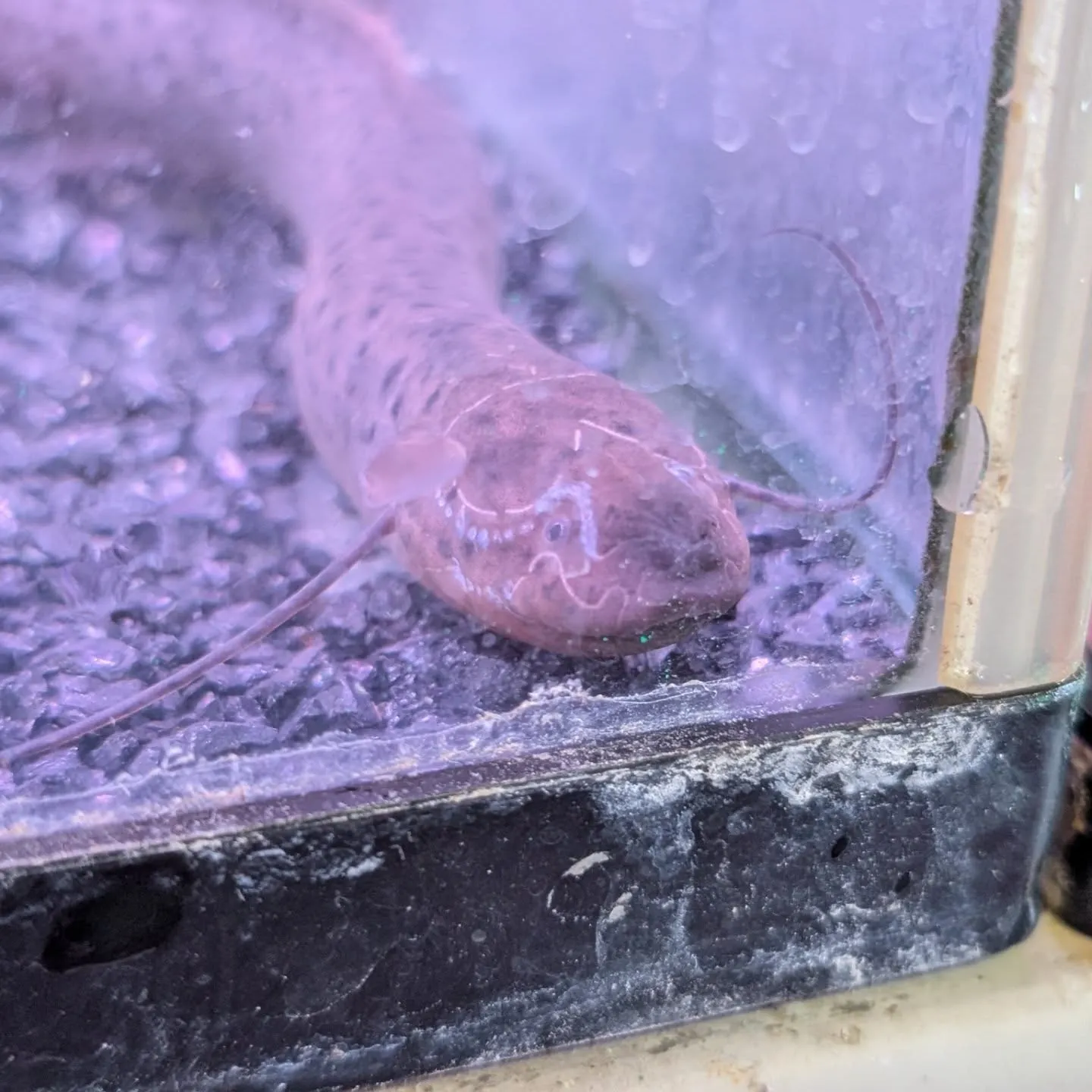 本日の入荷情報✨(カニ、食べ物、サメ、熱帯魚)