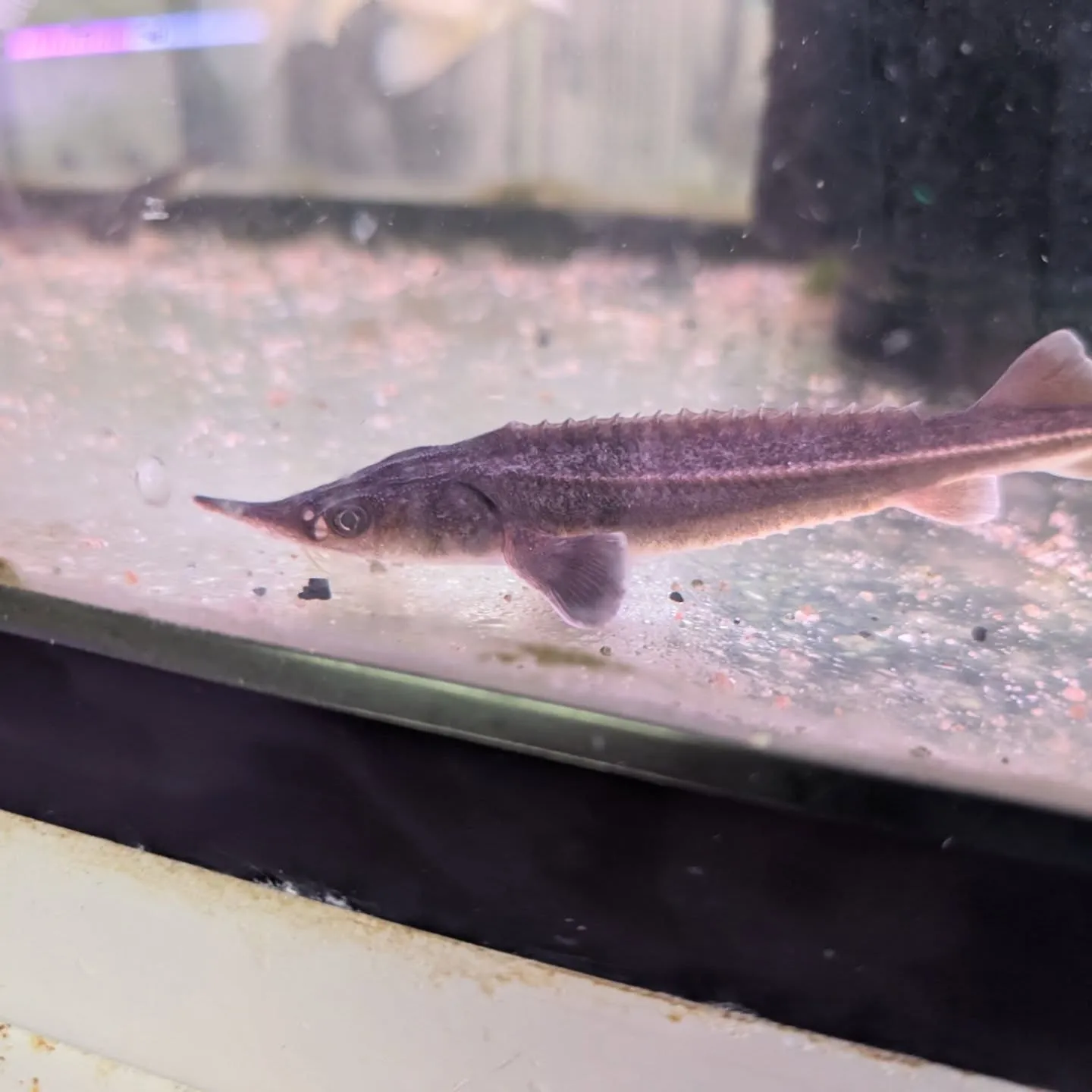 本日の入荷情報✨(カニ、食べ物、サメ、熱帯魚)