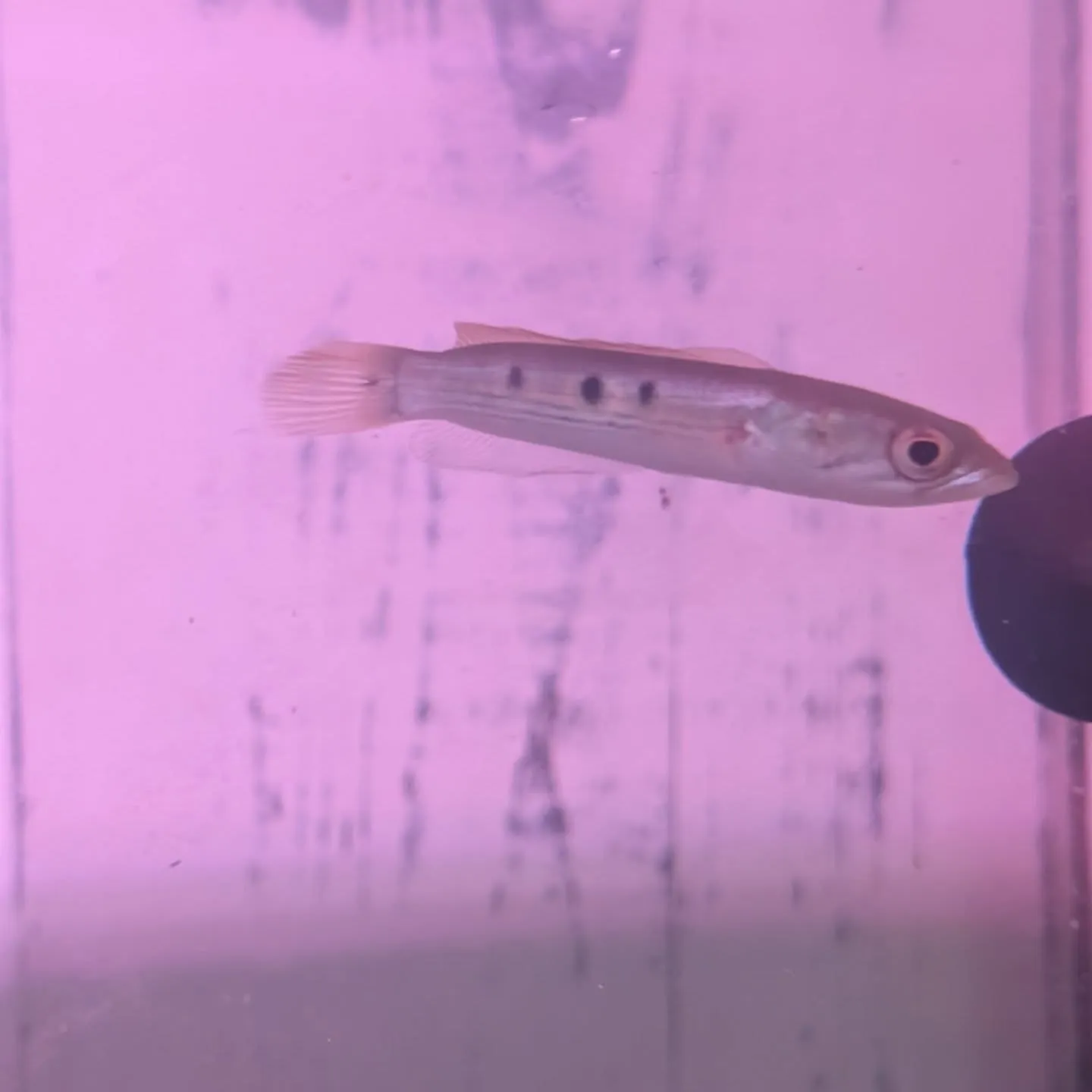 本日の入荷情報✨(カニ、食べ物、サメ、熱帯魚)