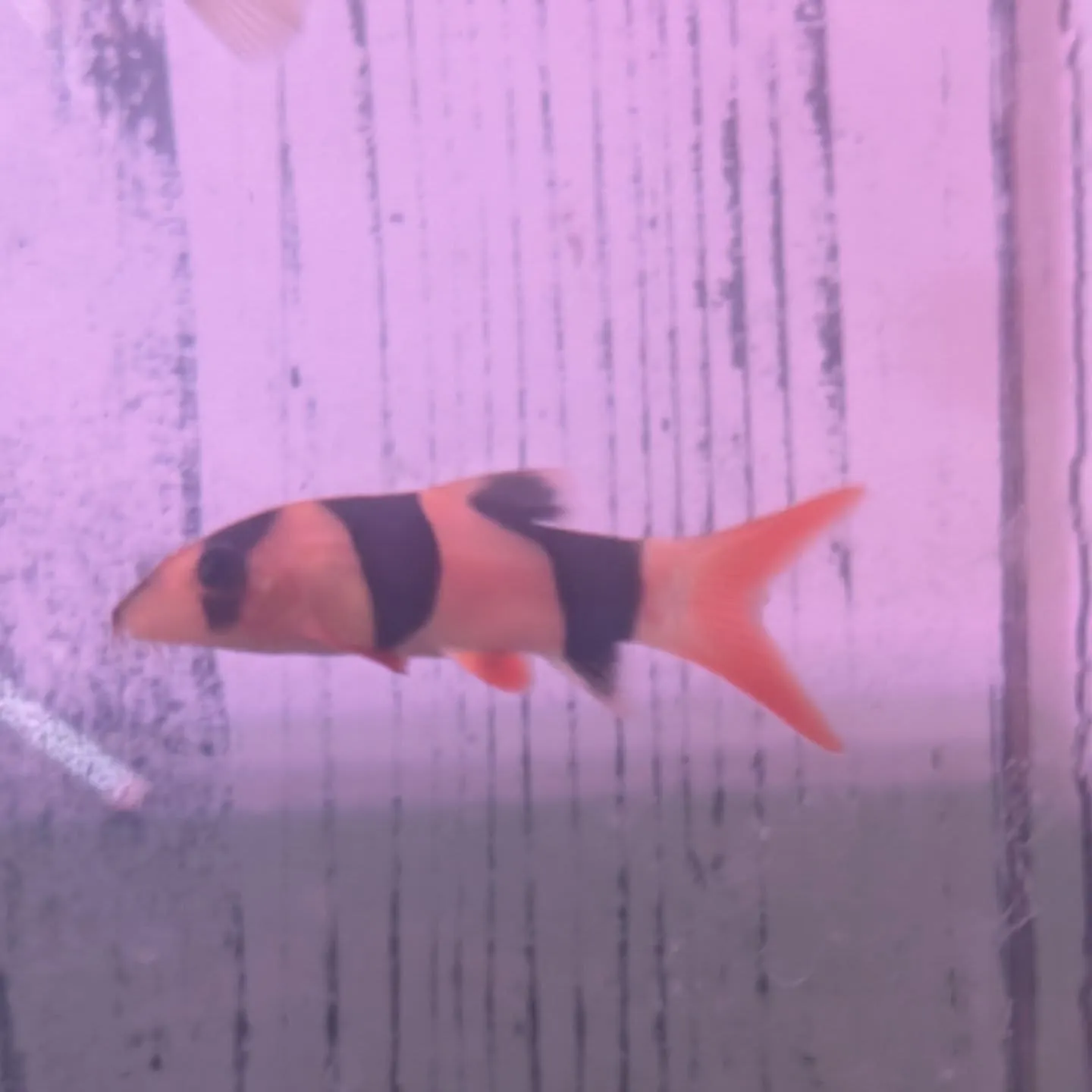 本日の入荷情報✨(カニ、食べ物、サメ、熱帯魚)