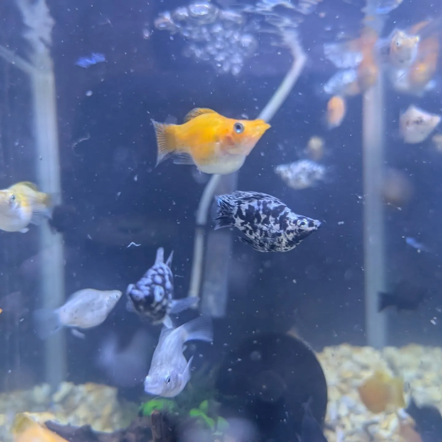 本日の入荷情報✨(カニ、食べ物、サメ、熱帯魚)