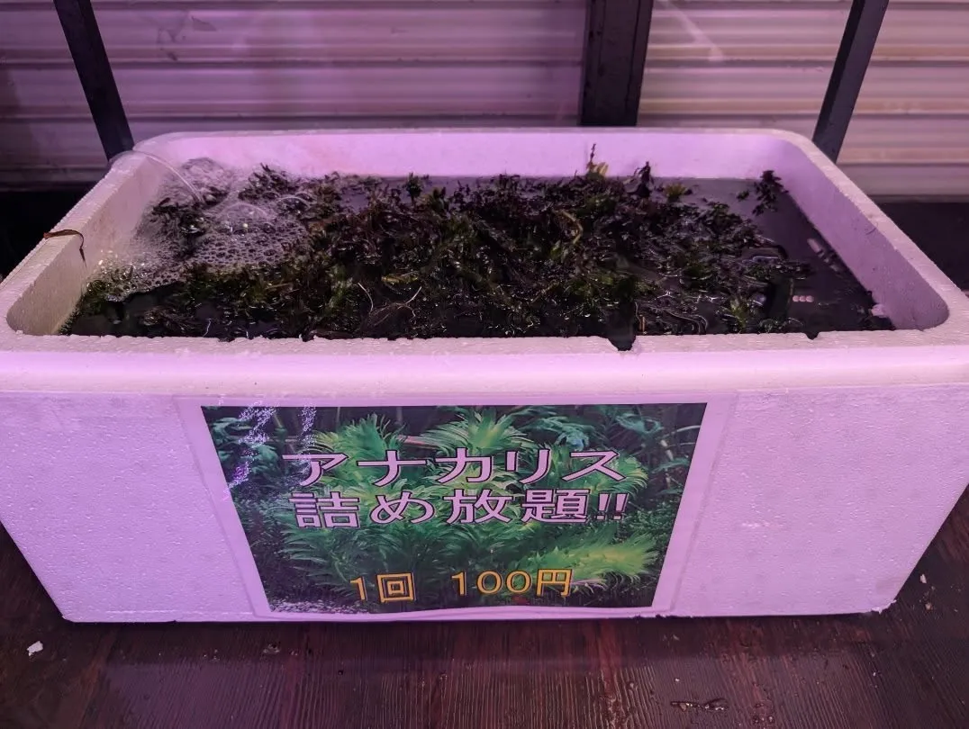 本日の入荷情報✨(金魚、水草、メダカ)