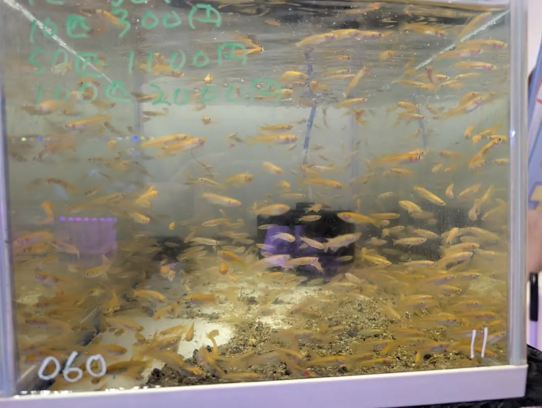 本日の入荷情報✨(金魚、水草、メダカ)