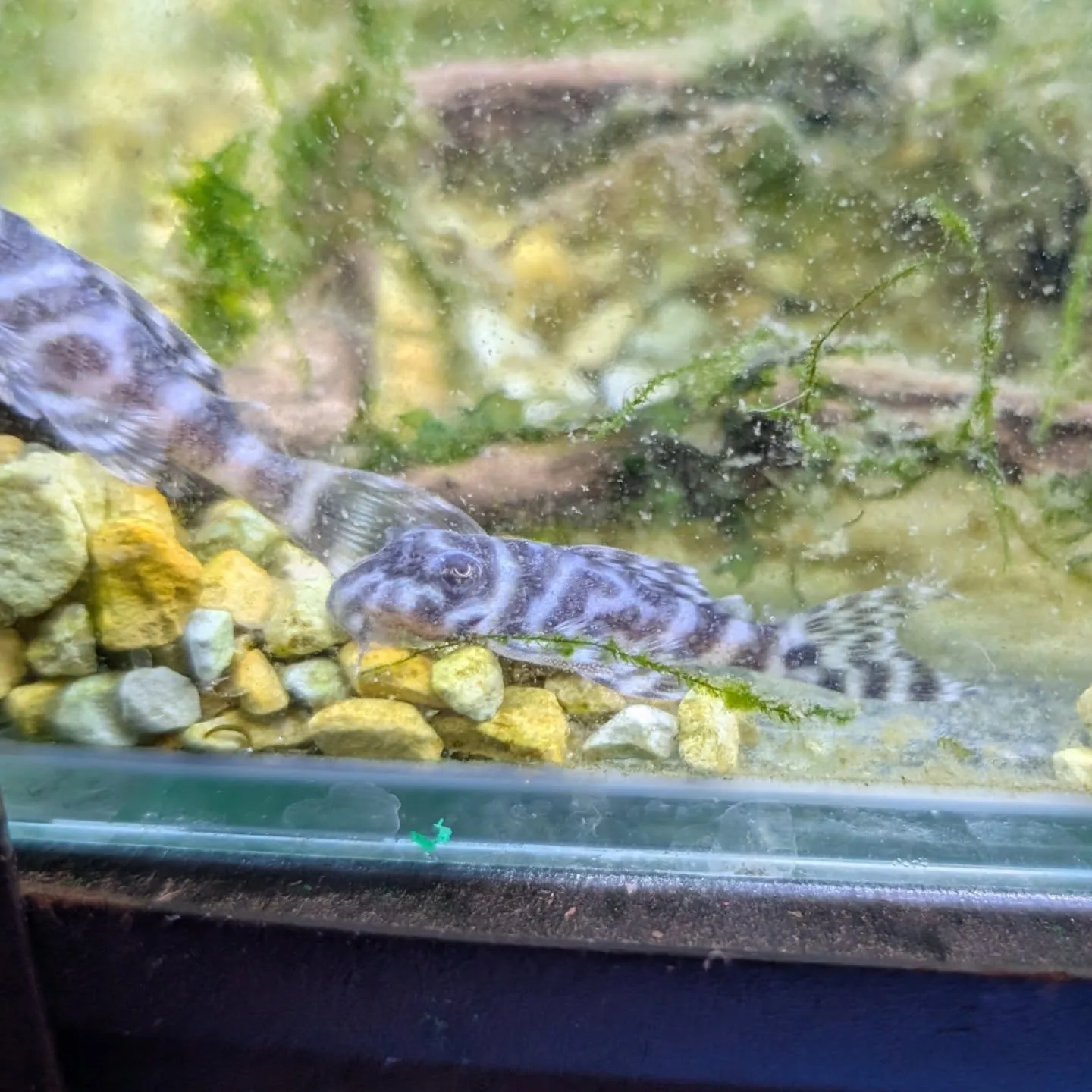 本日の入荷情報✨(熱帯魚、エビ)